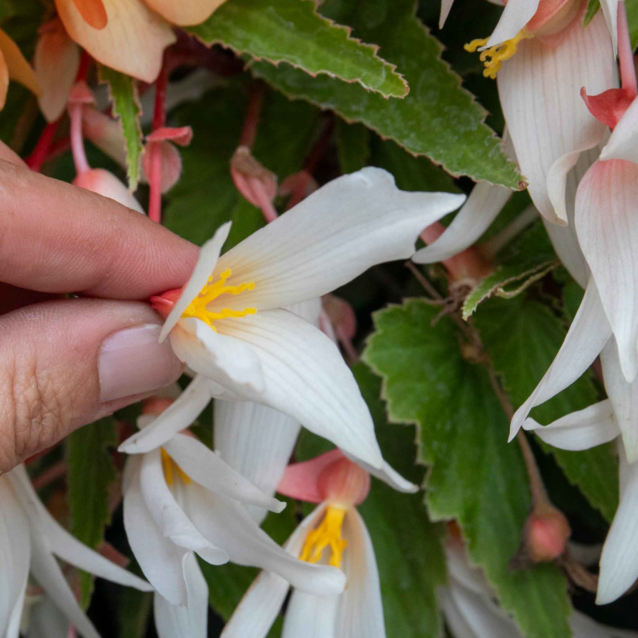 Begonia 'Starshine Appleblossom' - Image 7