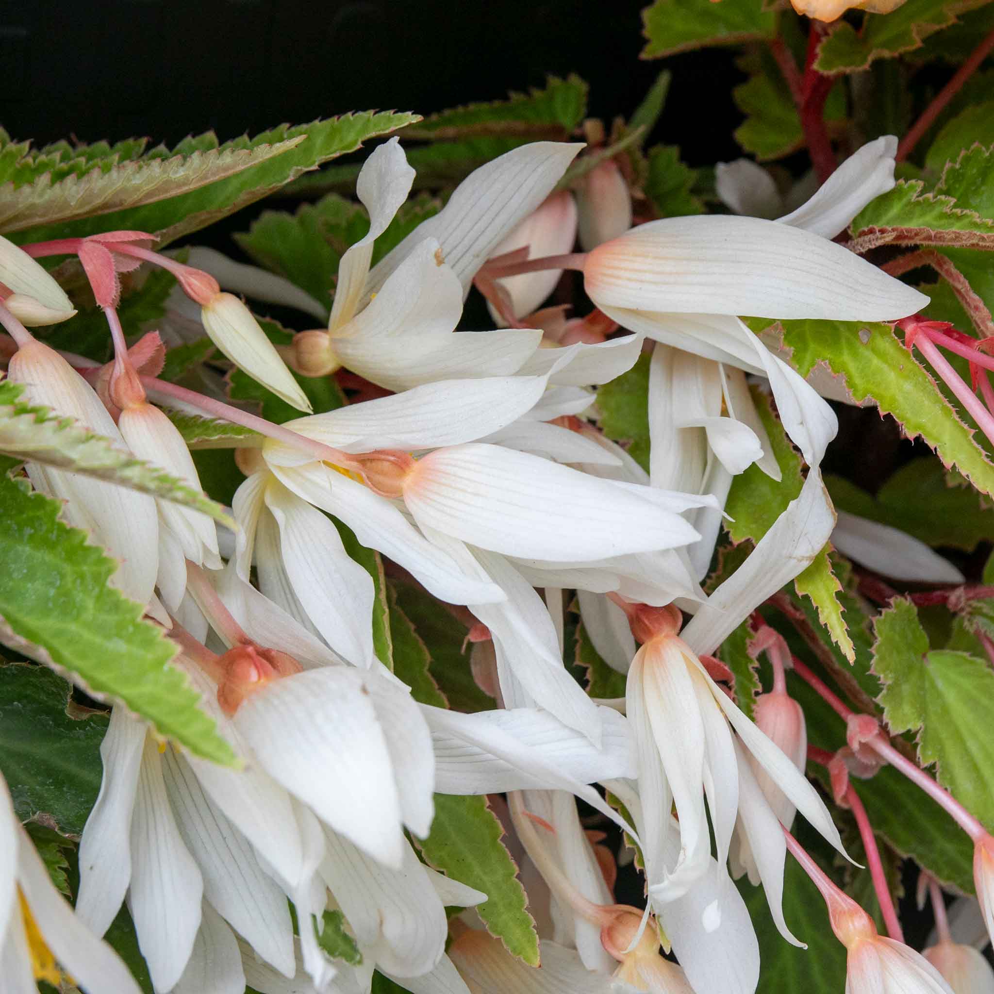Begonia 'Starshine Appleblossom' - Image 8