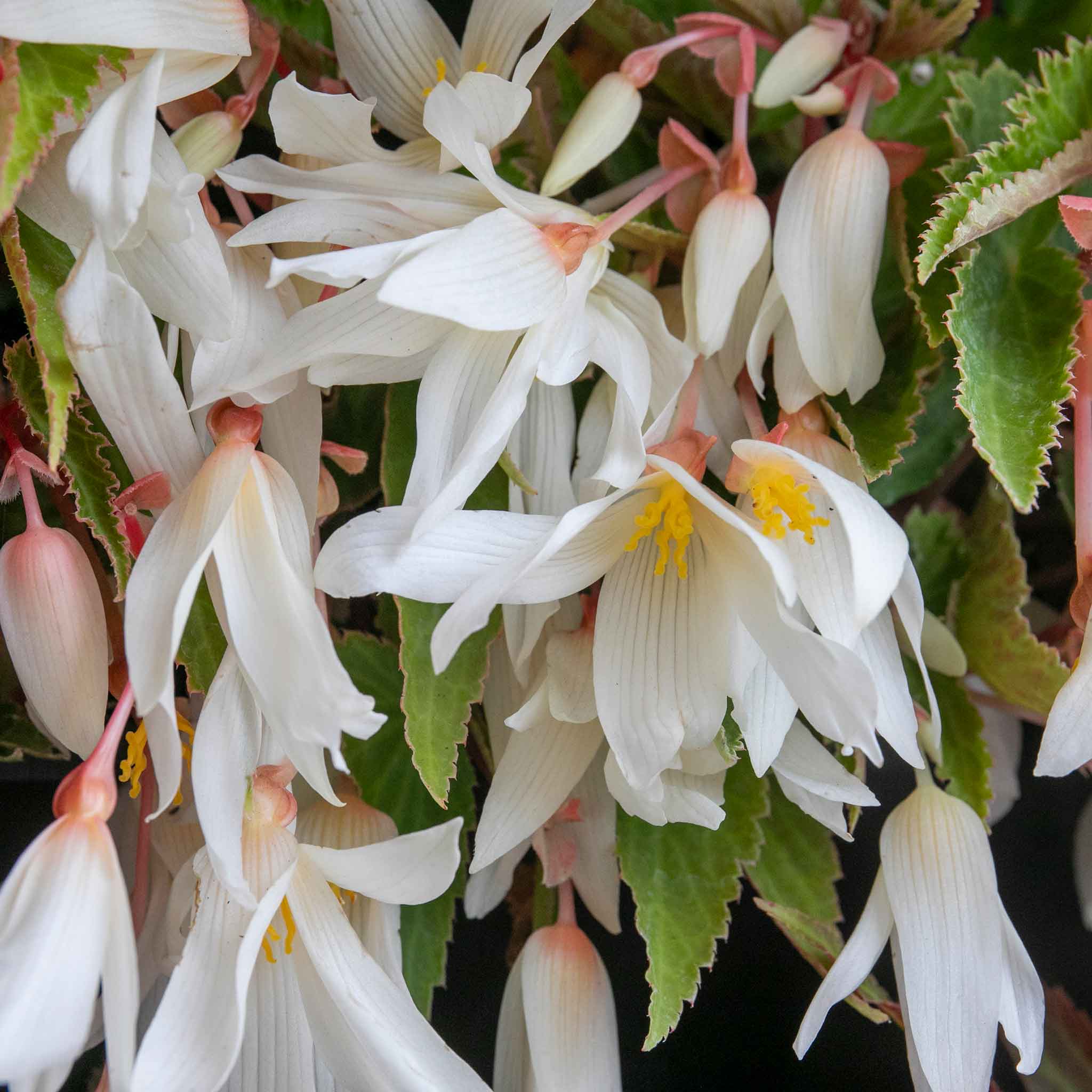 Begonia 'Starshine Appleblossom' - Image 9