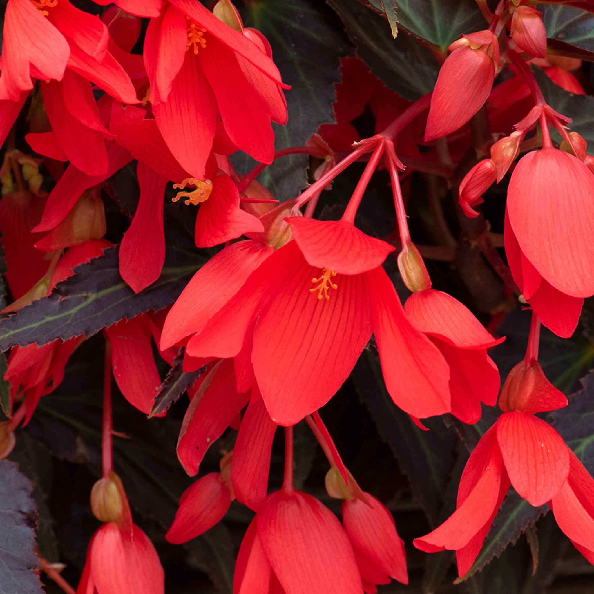 Begonia 'Starshine Bronze Red' - Image 2