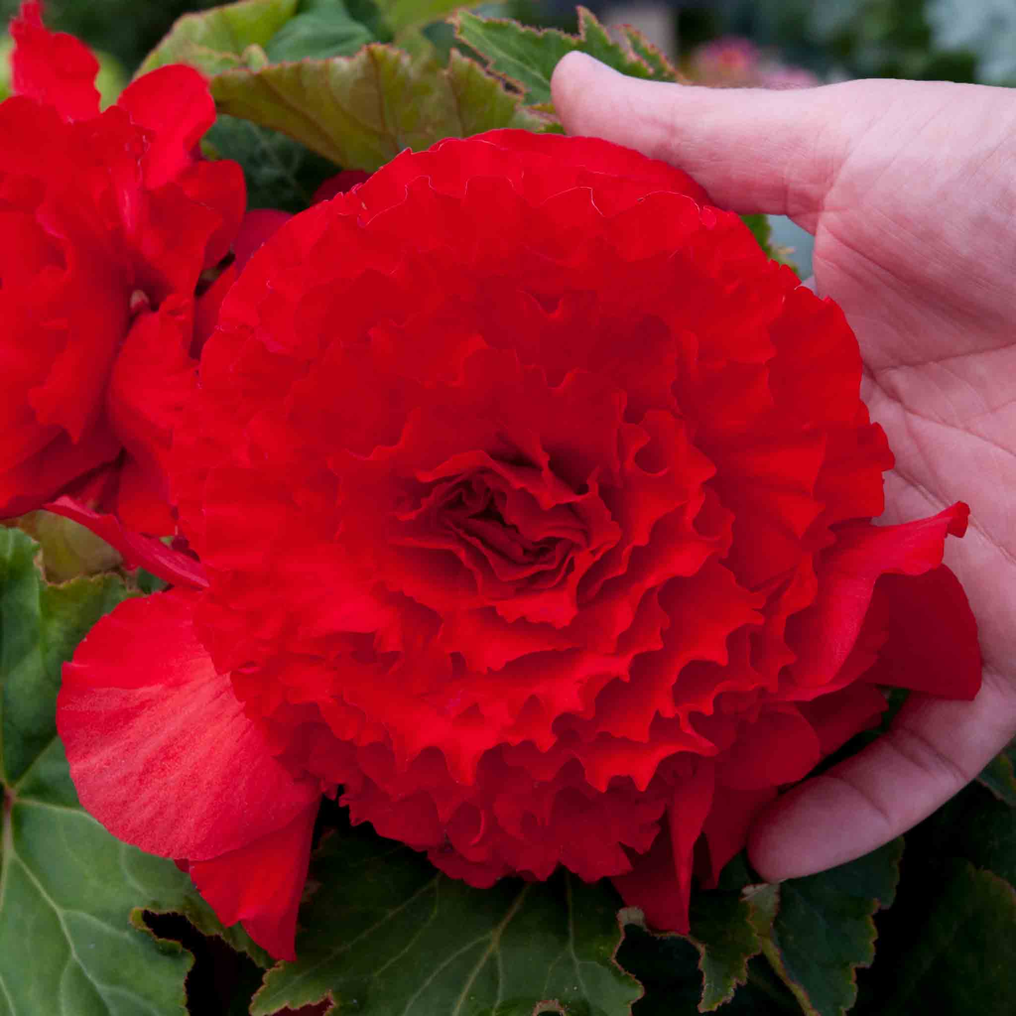 Begonia Upright Collection - Image 6