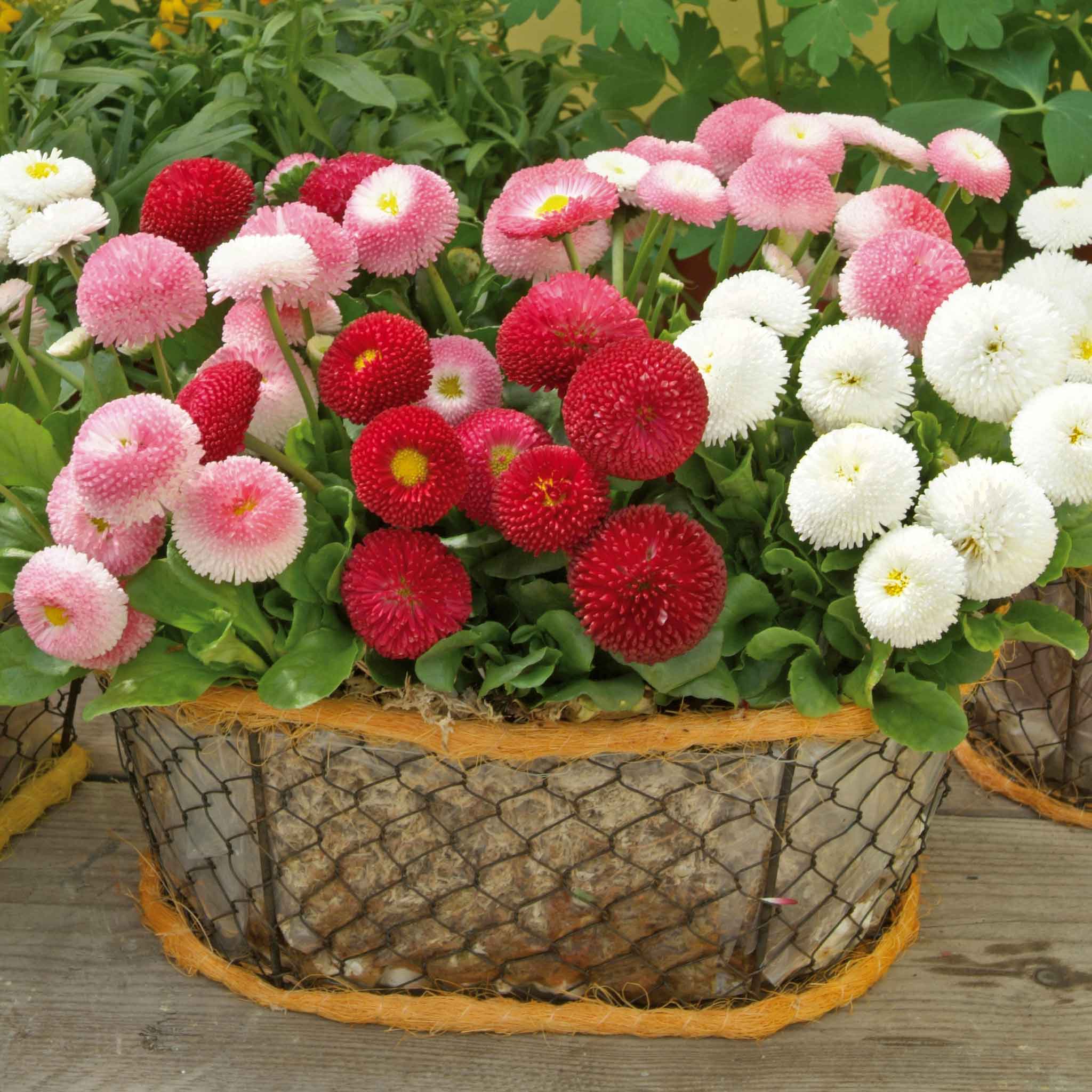 Bellis 'Bellissima Mix'