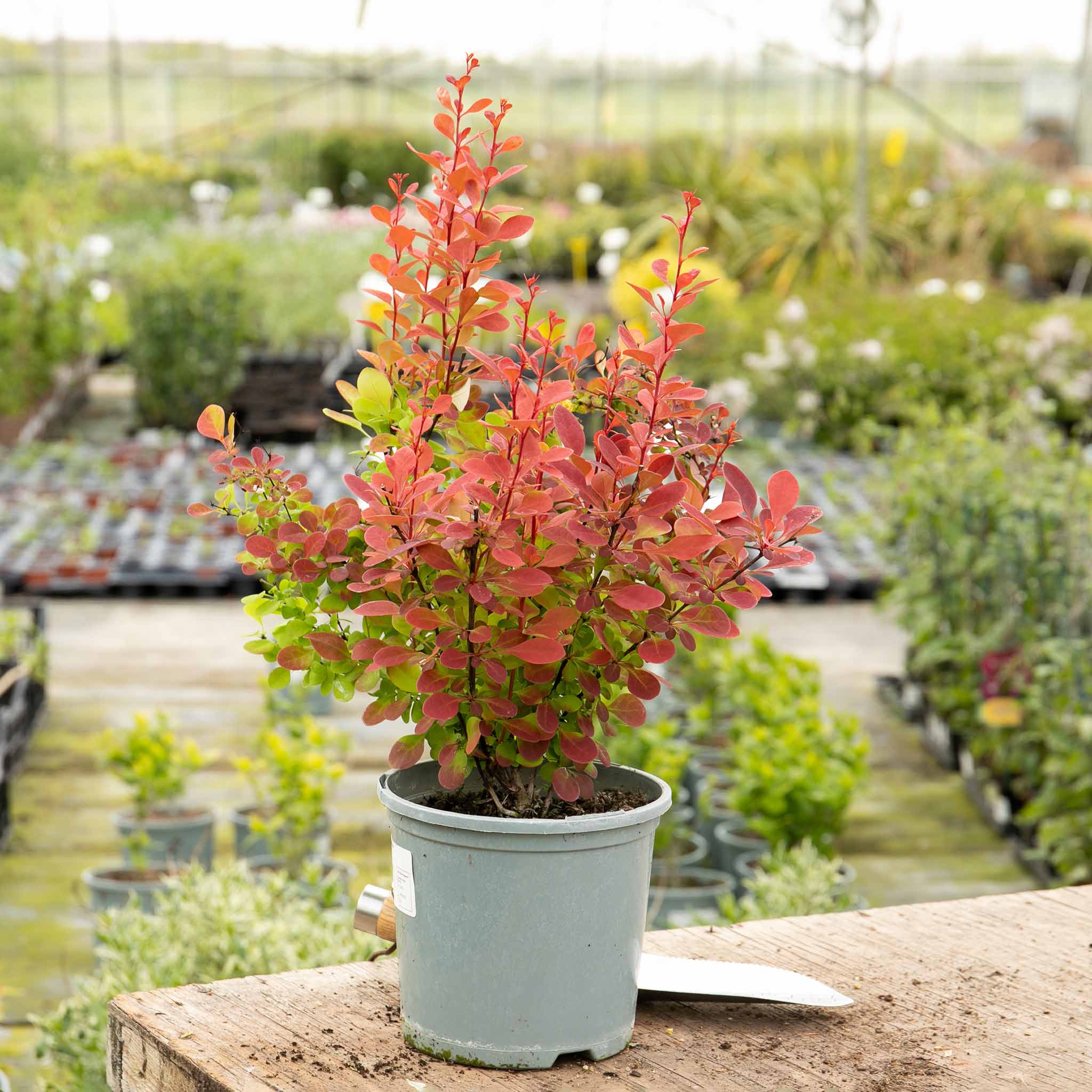 Berberis 'Orange Rocket' - Image 5