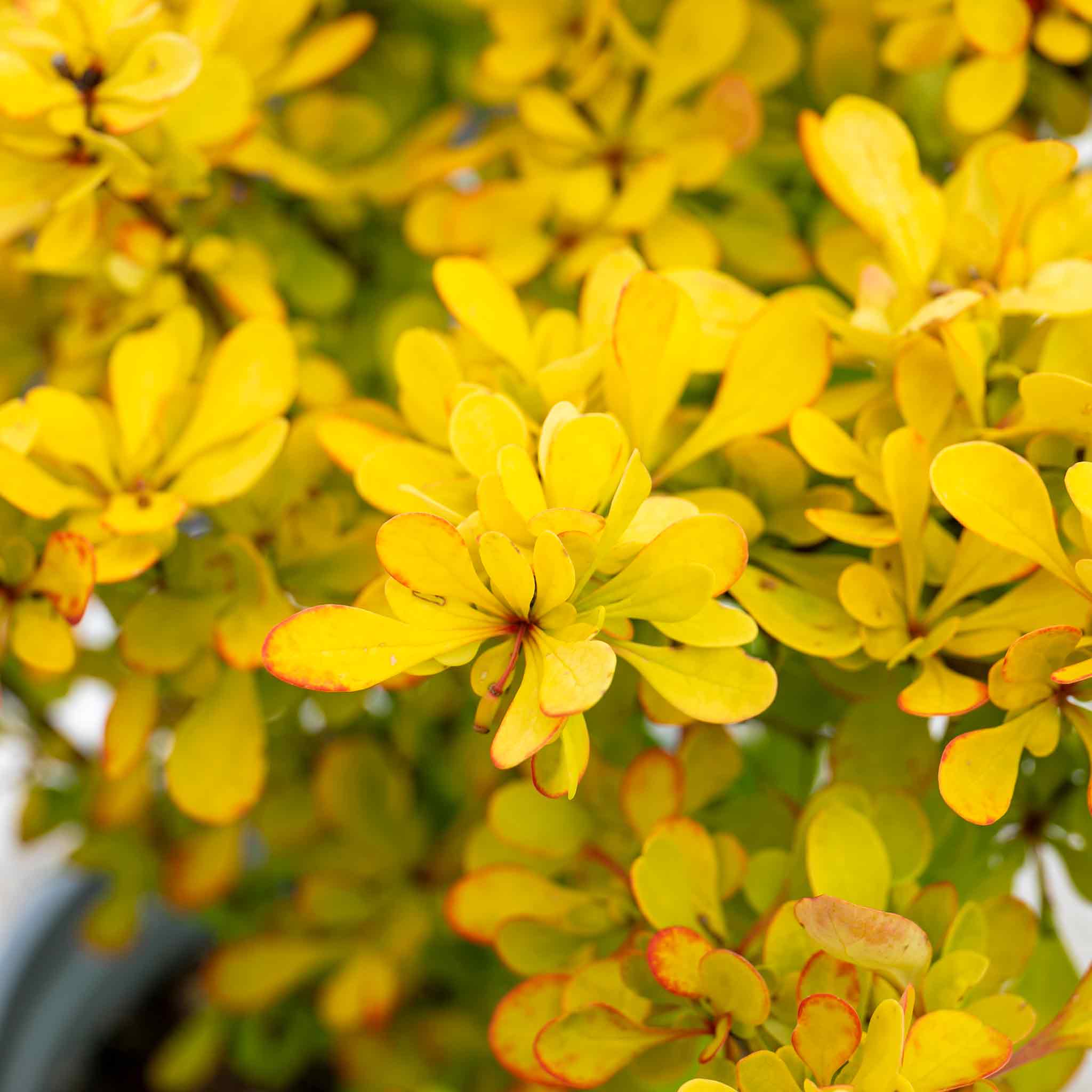 Berberis Thunbergii 'Golden Horizon'® - Image 2