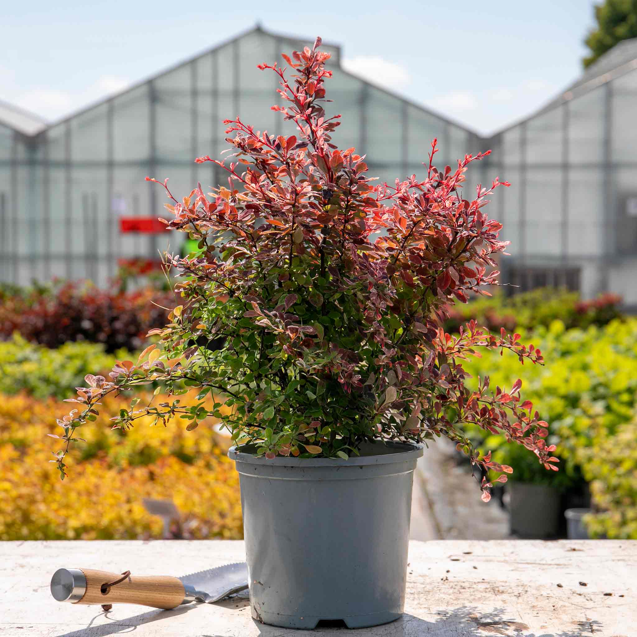 Berberis Thunbergii 'Pink Bird' - Image 3