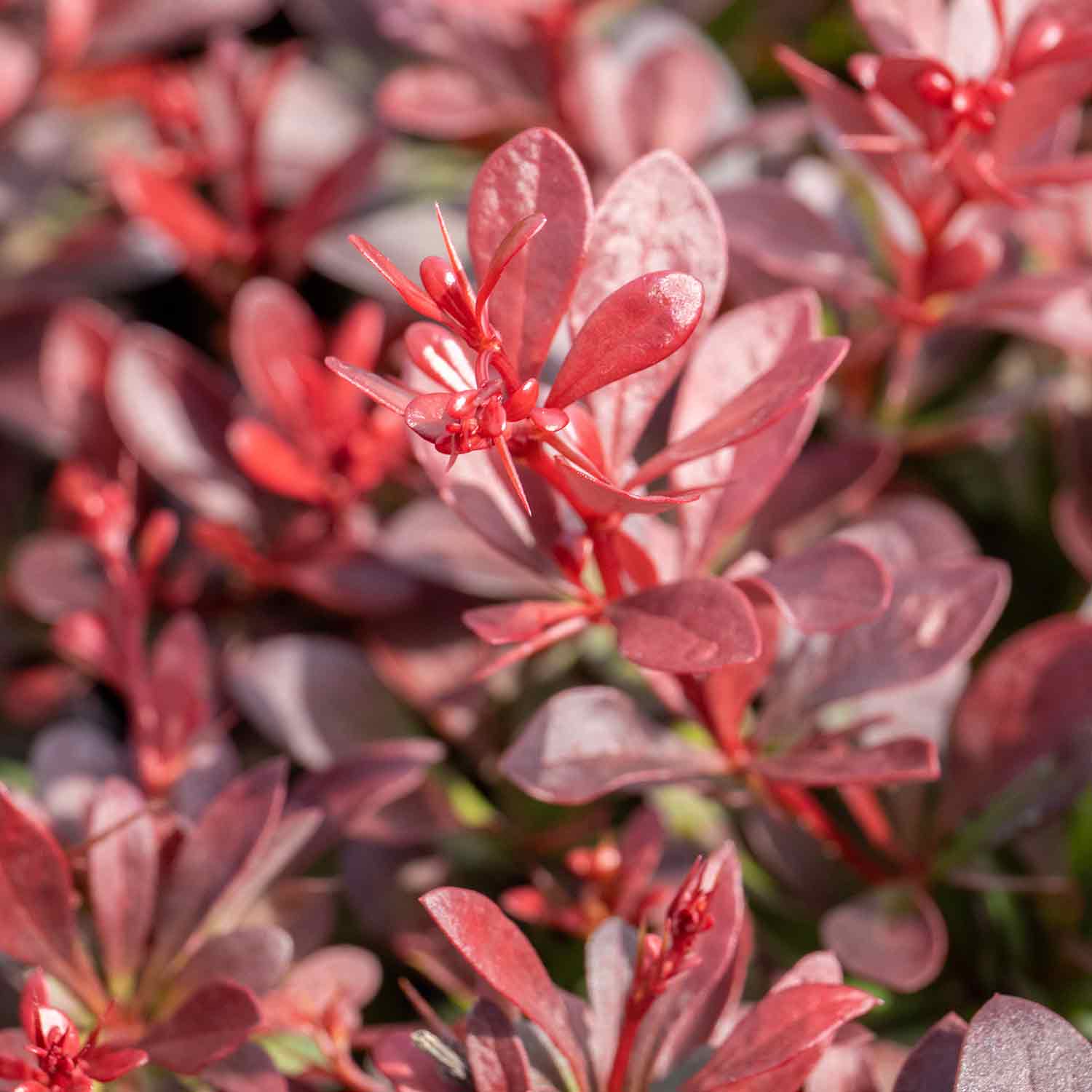 Berberis thunb. 'Plant Atropurpurea Nana' - Image 6
