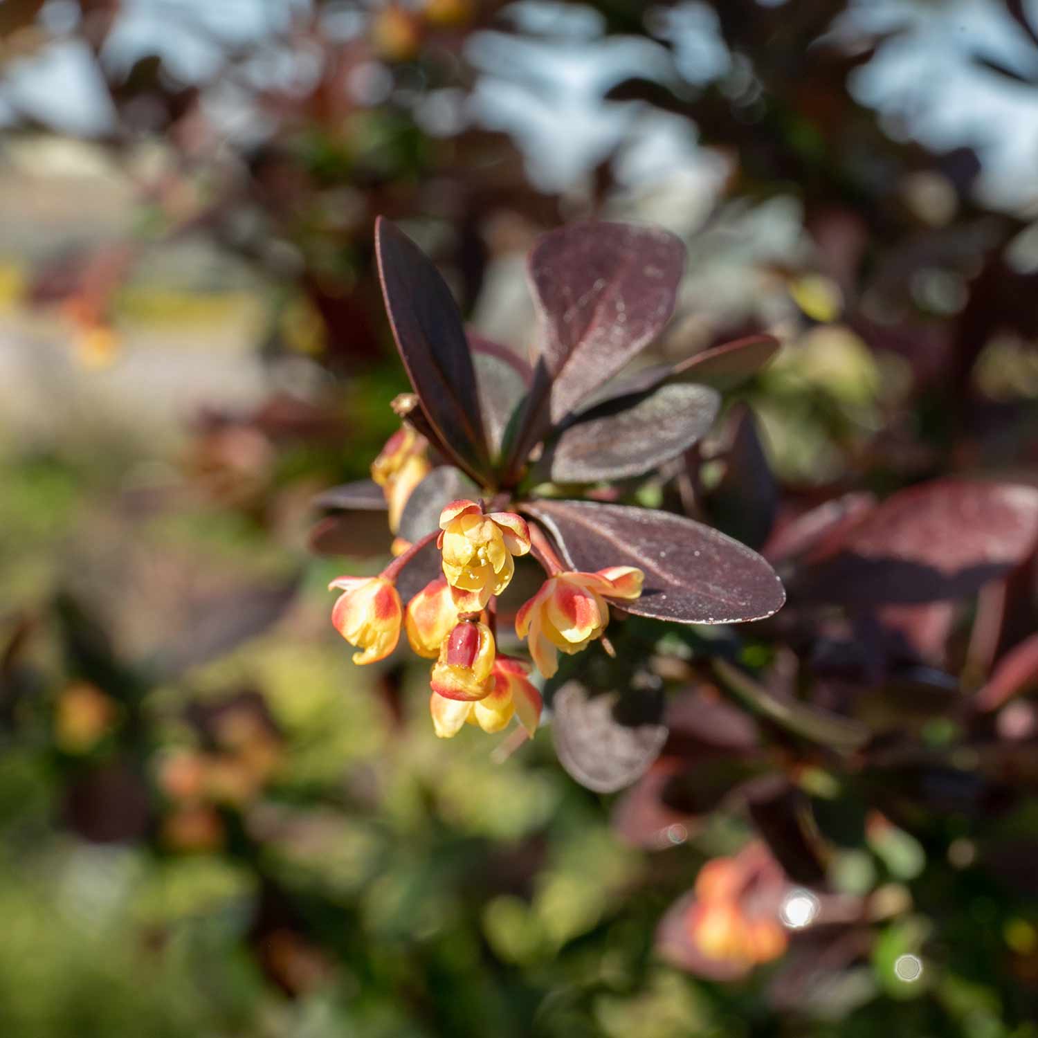Berberis thunb. 'Plant Atropurpurea Nana' - Image 8