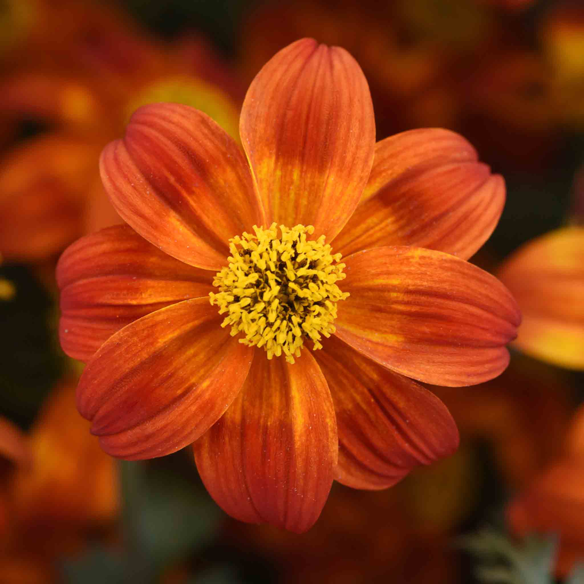 Bidens 'Bee Happy Red Improved' - Image 3