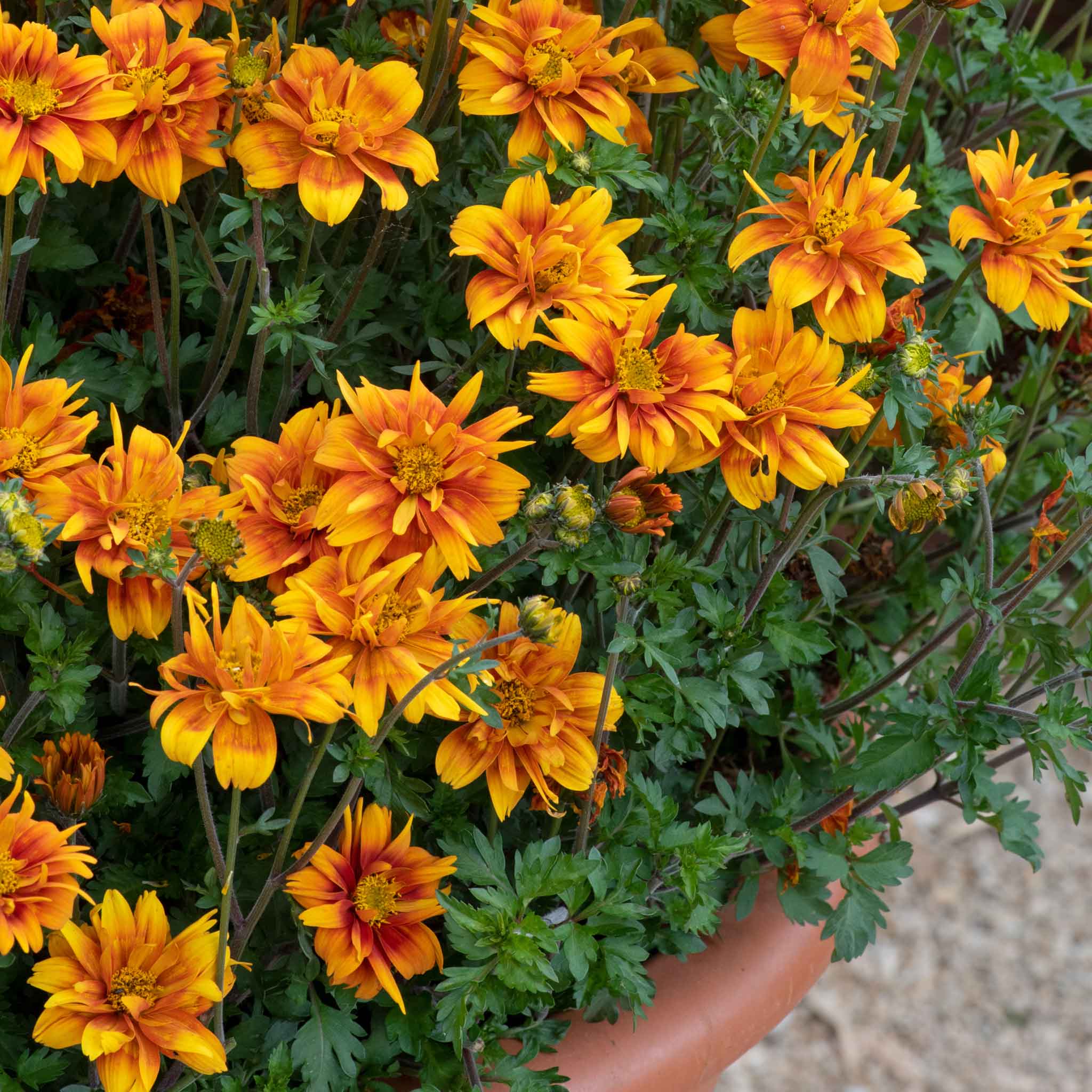 Bidens 'Bee Happy Double Orange' - Image 4