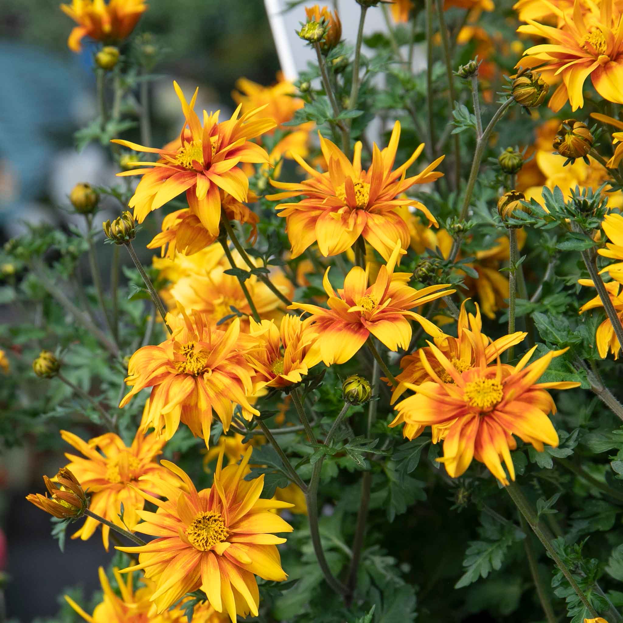 Bidens 'Bee Happy Double Orange' - Image 8