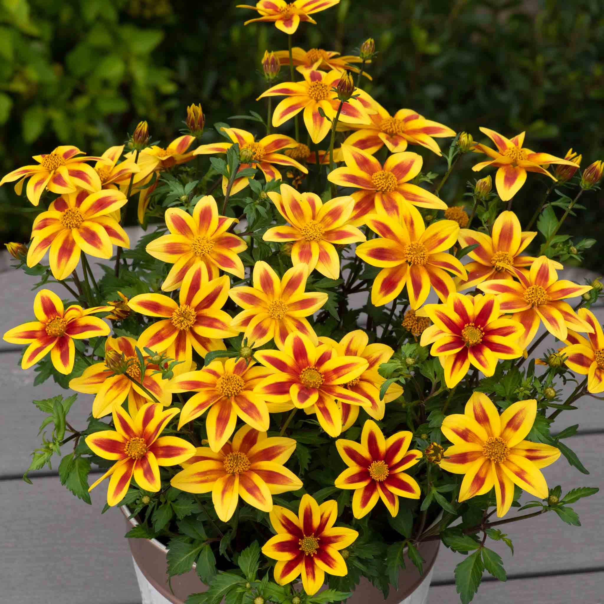Bidens 'Blazing Star' - Image 4