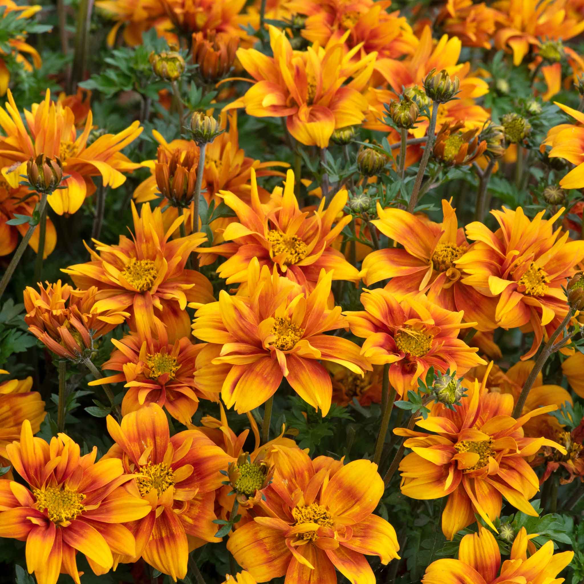 Bidens Collection - Image 4