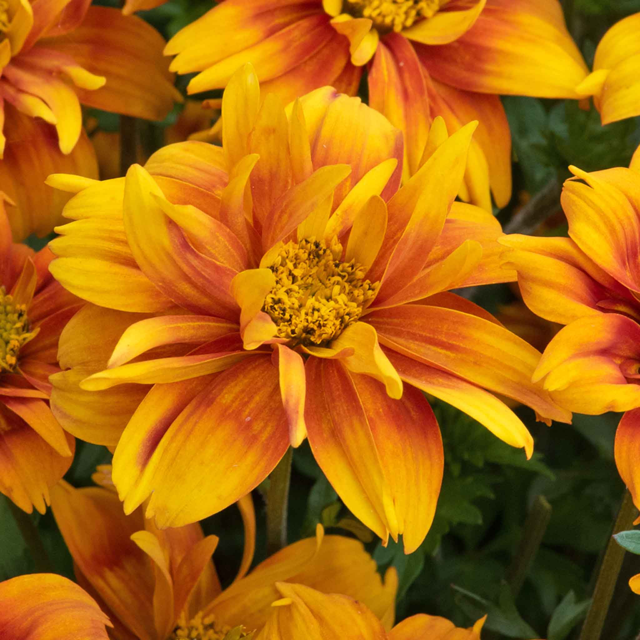 Bidens Collection - Image 7