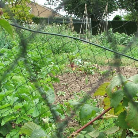 Garden Netting 4m x 10m - Image 3