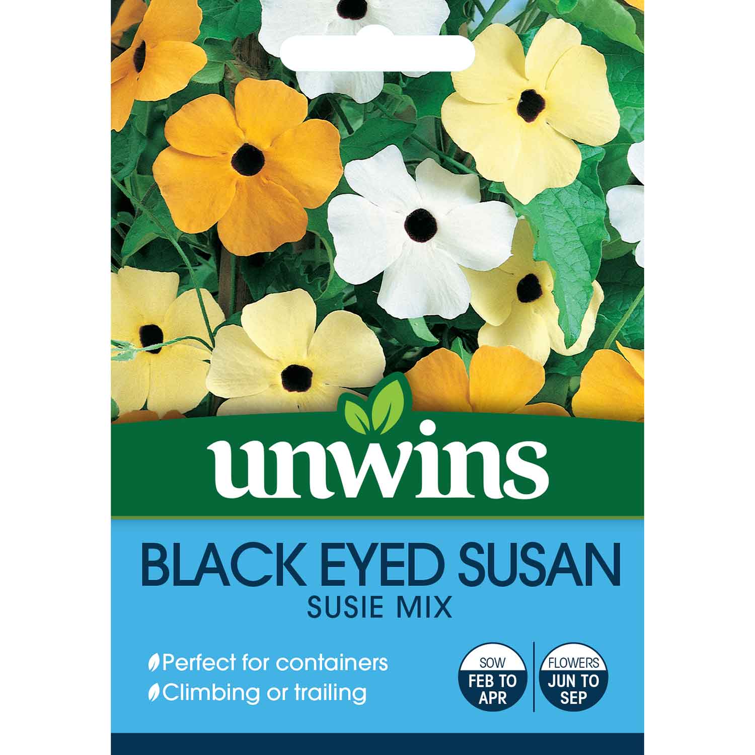 Black Eyed Susan Seeds 'Susie Mix' - Image 4
