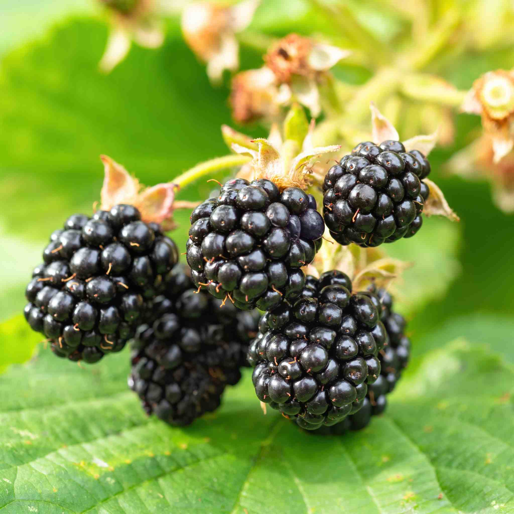 Blackberry 'Chester Thornless' - Image 4