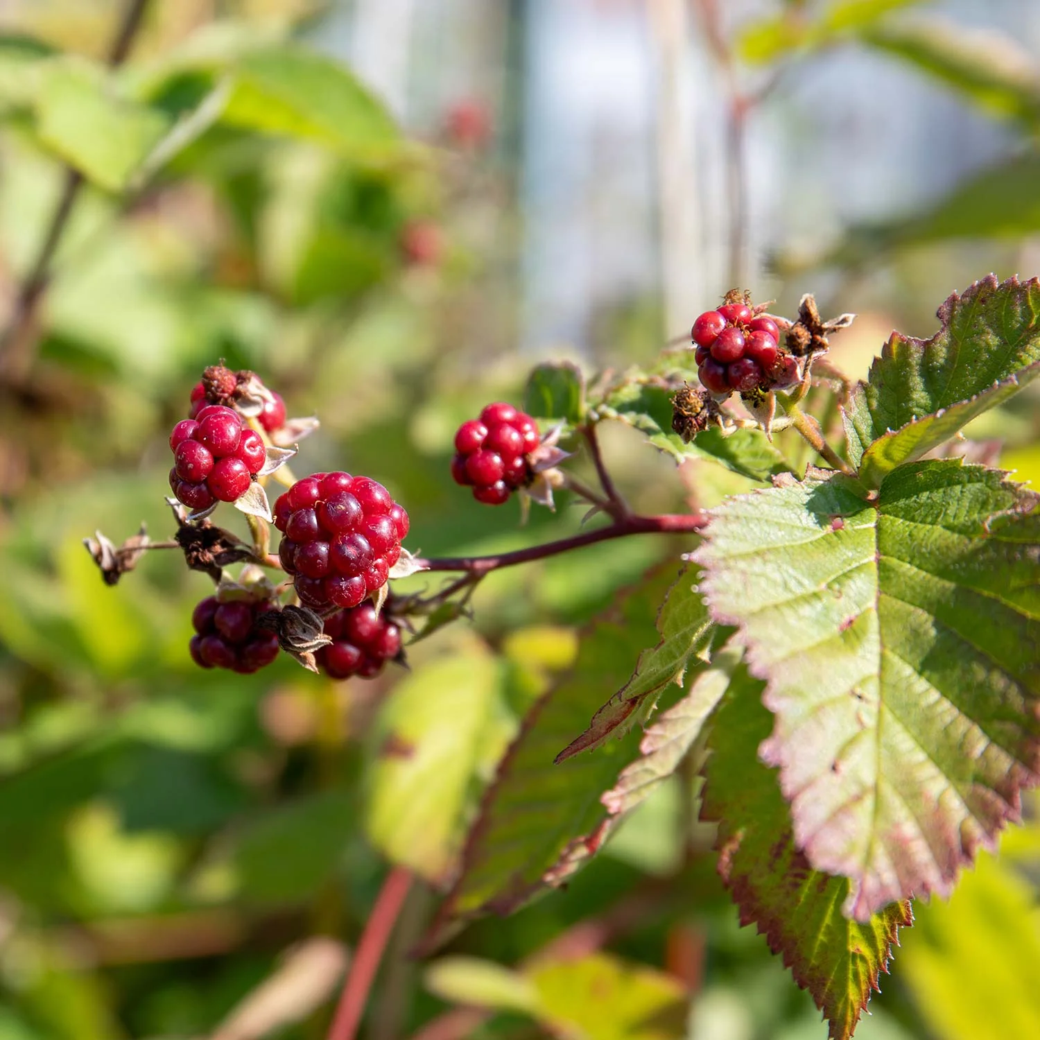 Blackberry Plant 'Thornfree' - Image 8