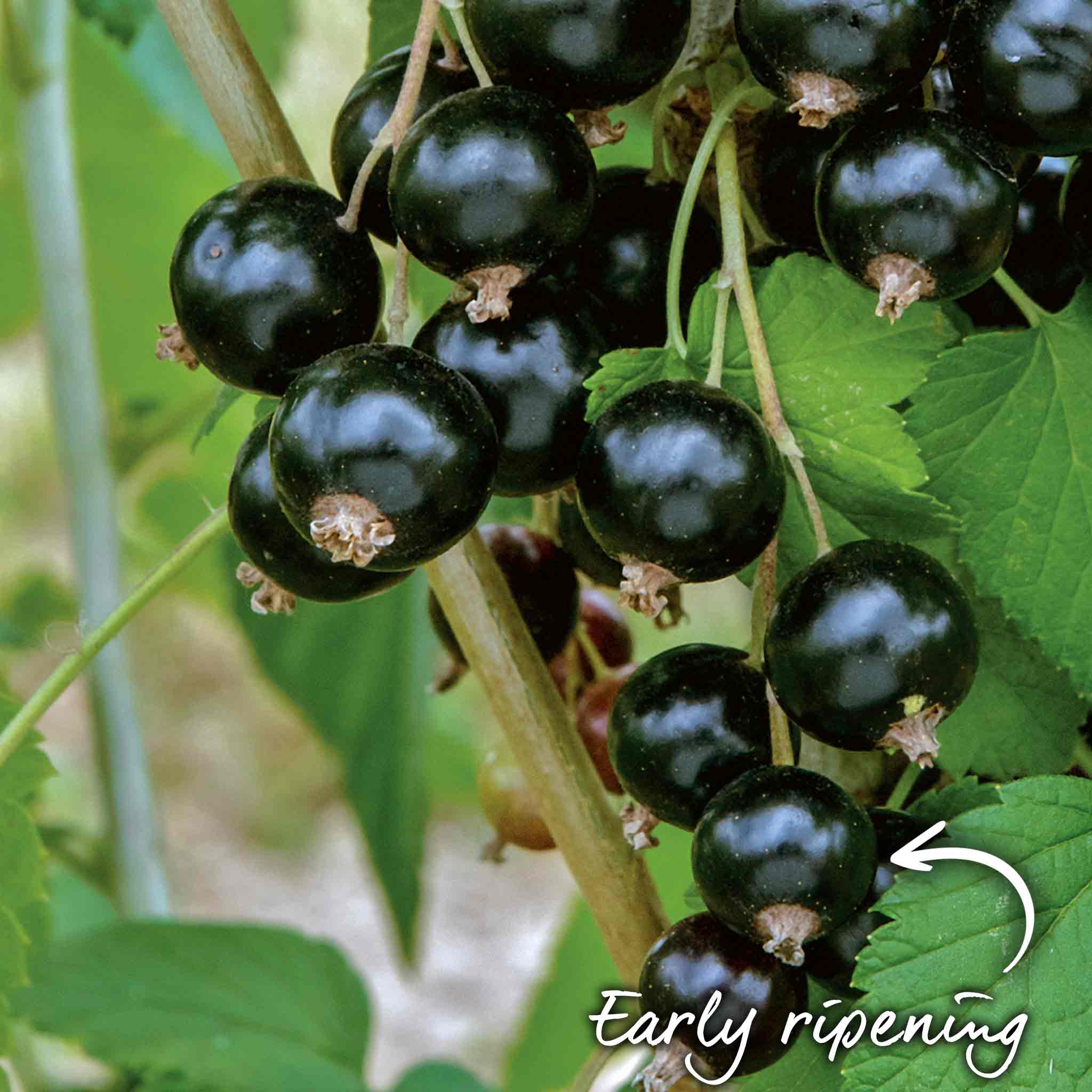 Blackcurrant 'Ebony' - Image 3