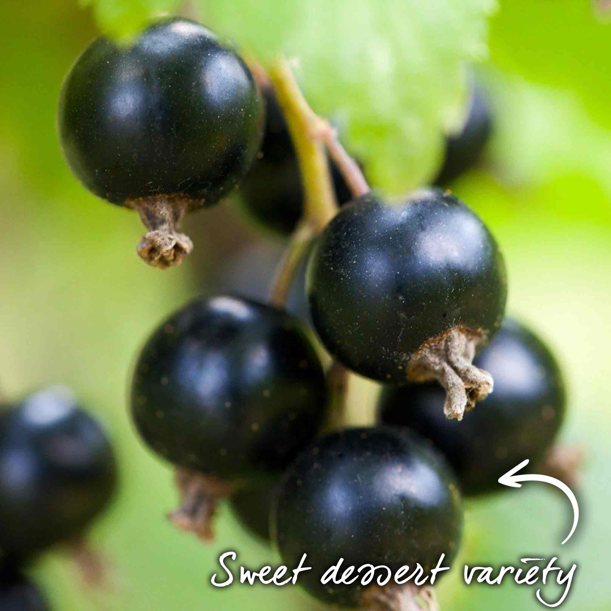 Blackcurrant 'Ebony' - Image 4