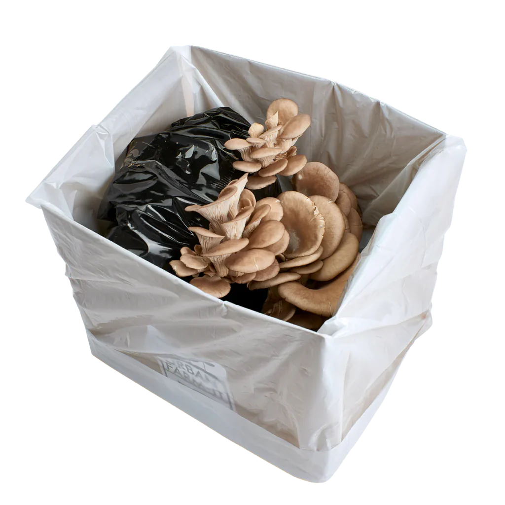 Blue Oyster Mushroom Kit - Image 3