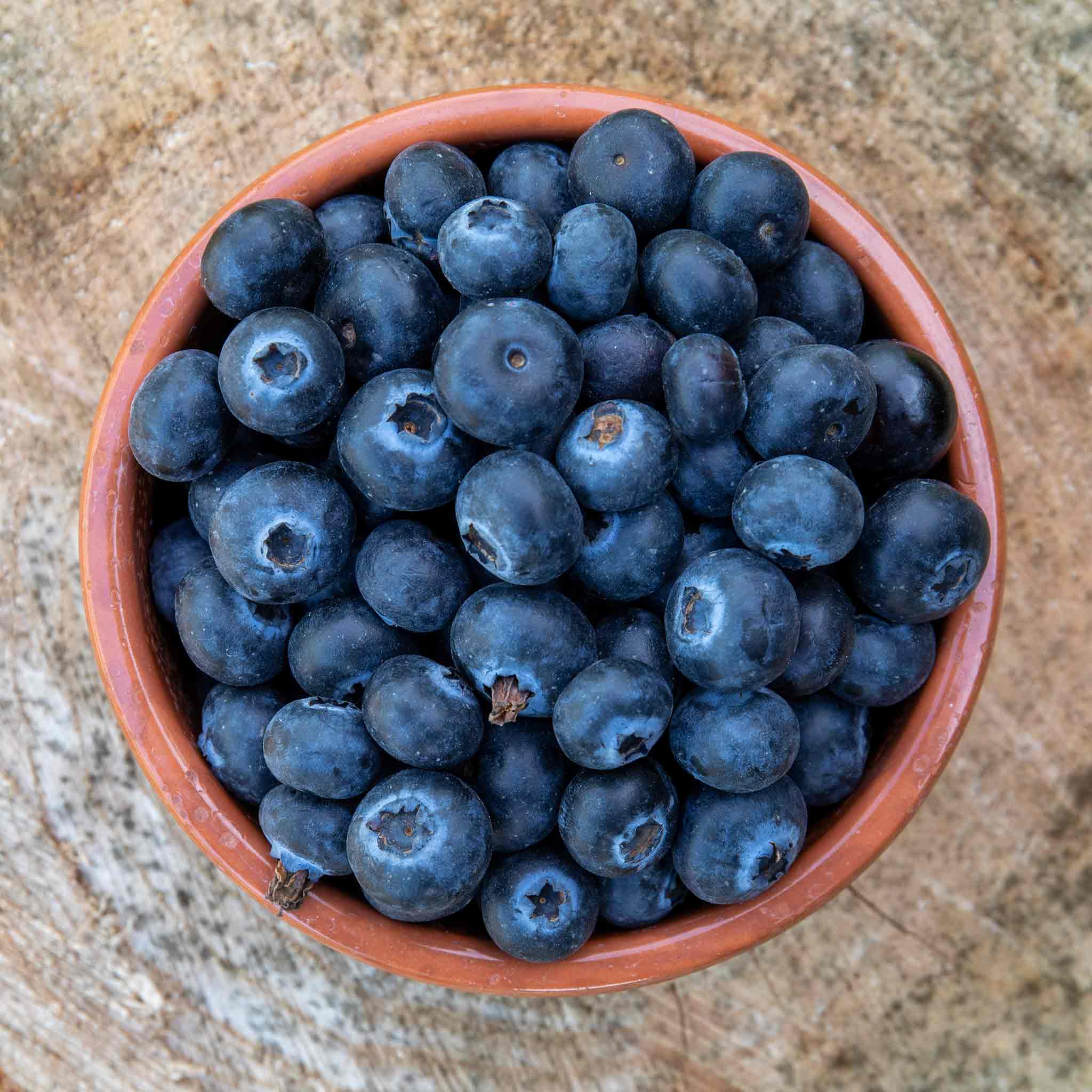 Blueberry 'Brigitta Blue'