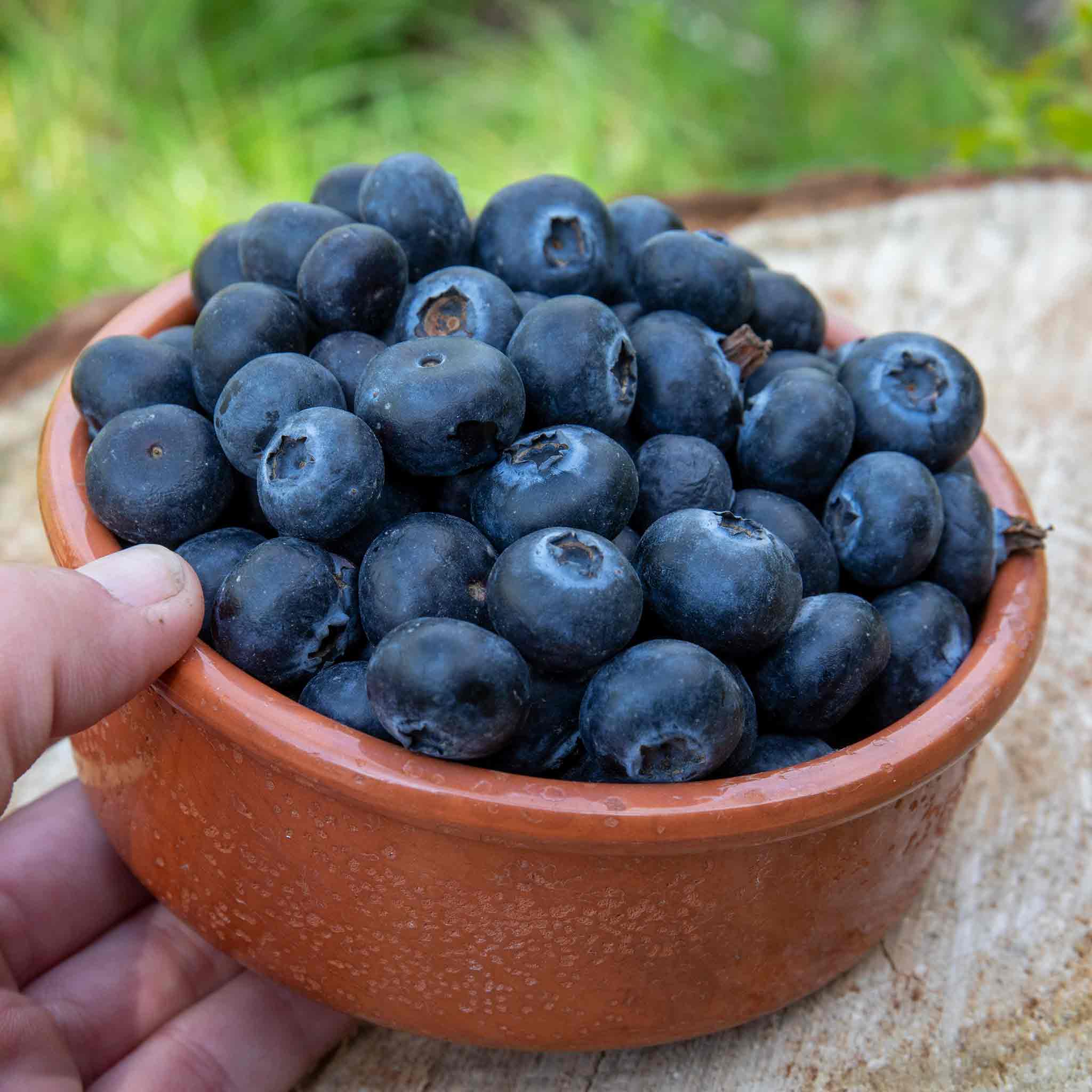 Blueberry 'Goldtraube' - Image 3
