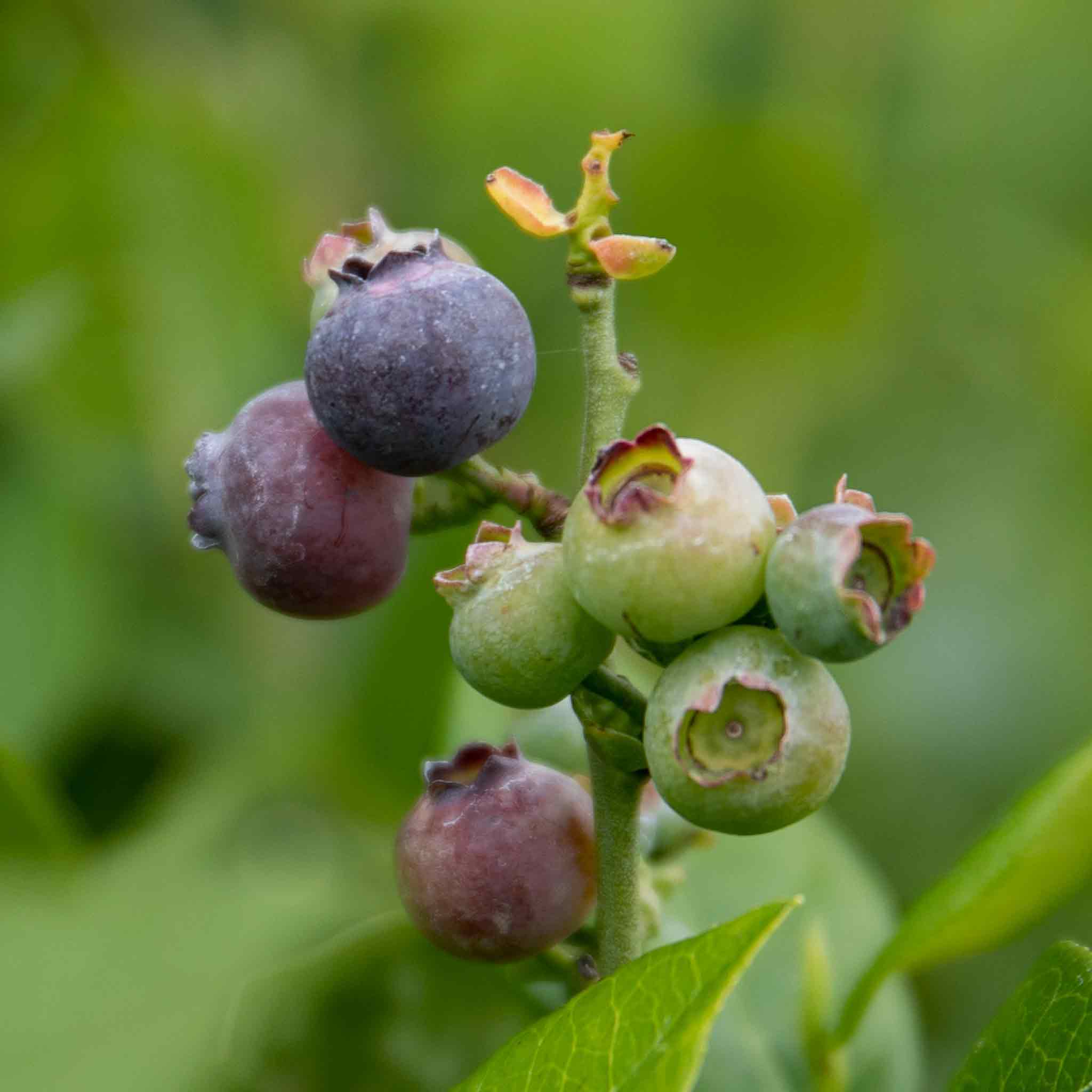 Blueberry 'Northcountry' - Image 3