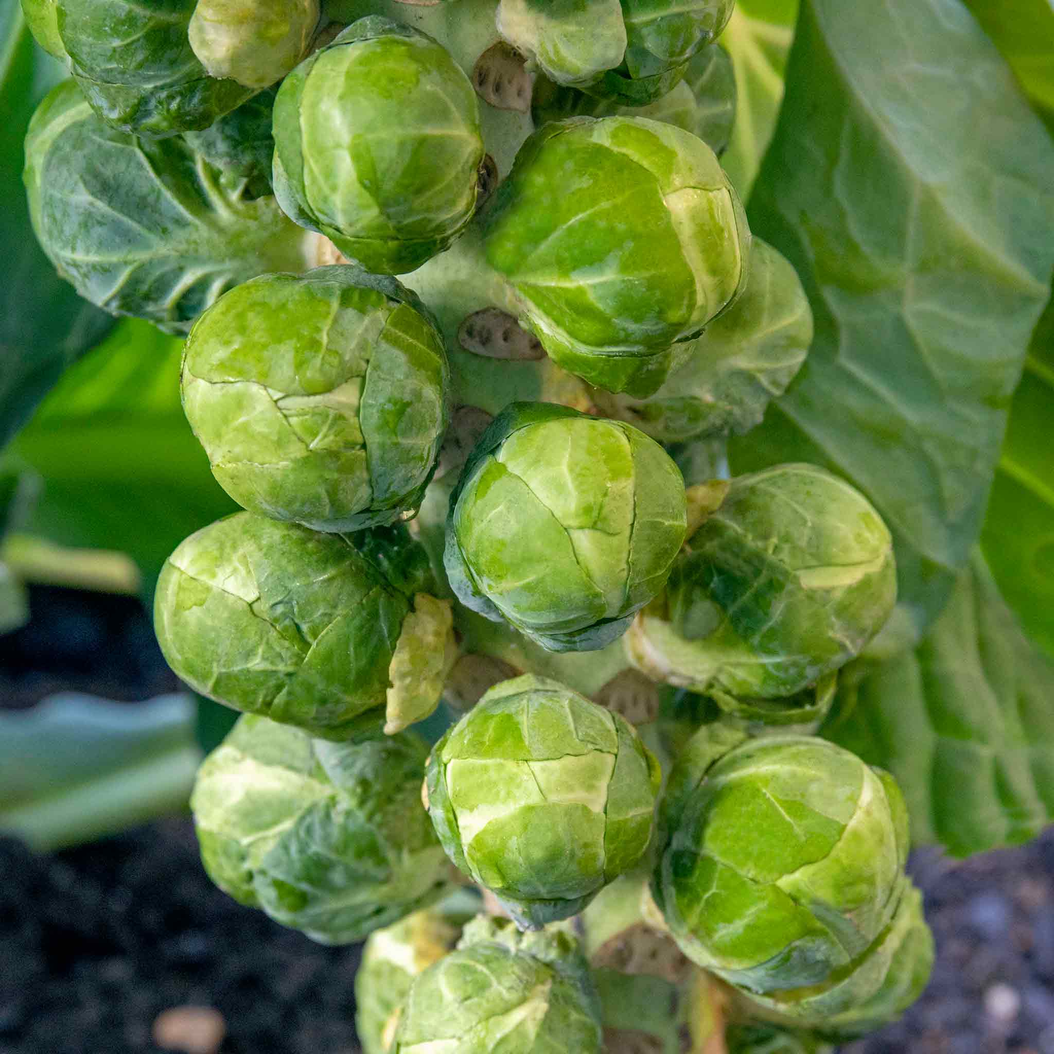 Brassica 'Club Root Resistant Collection' - Image 3