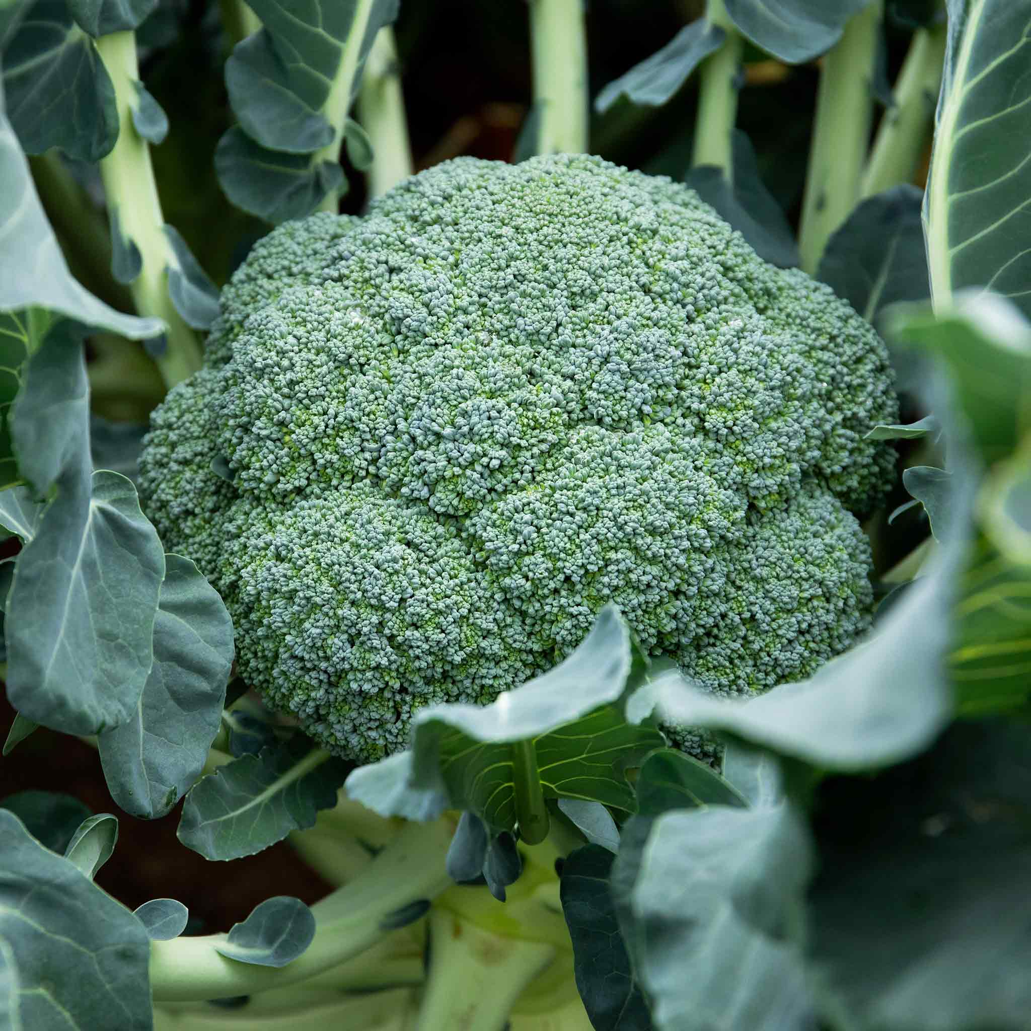 Brassica 'Club Root Resistant Collection' - Image 4