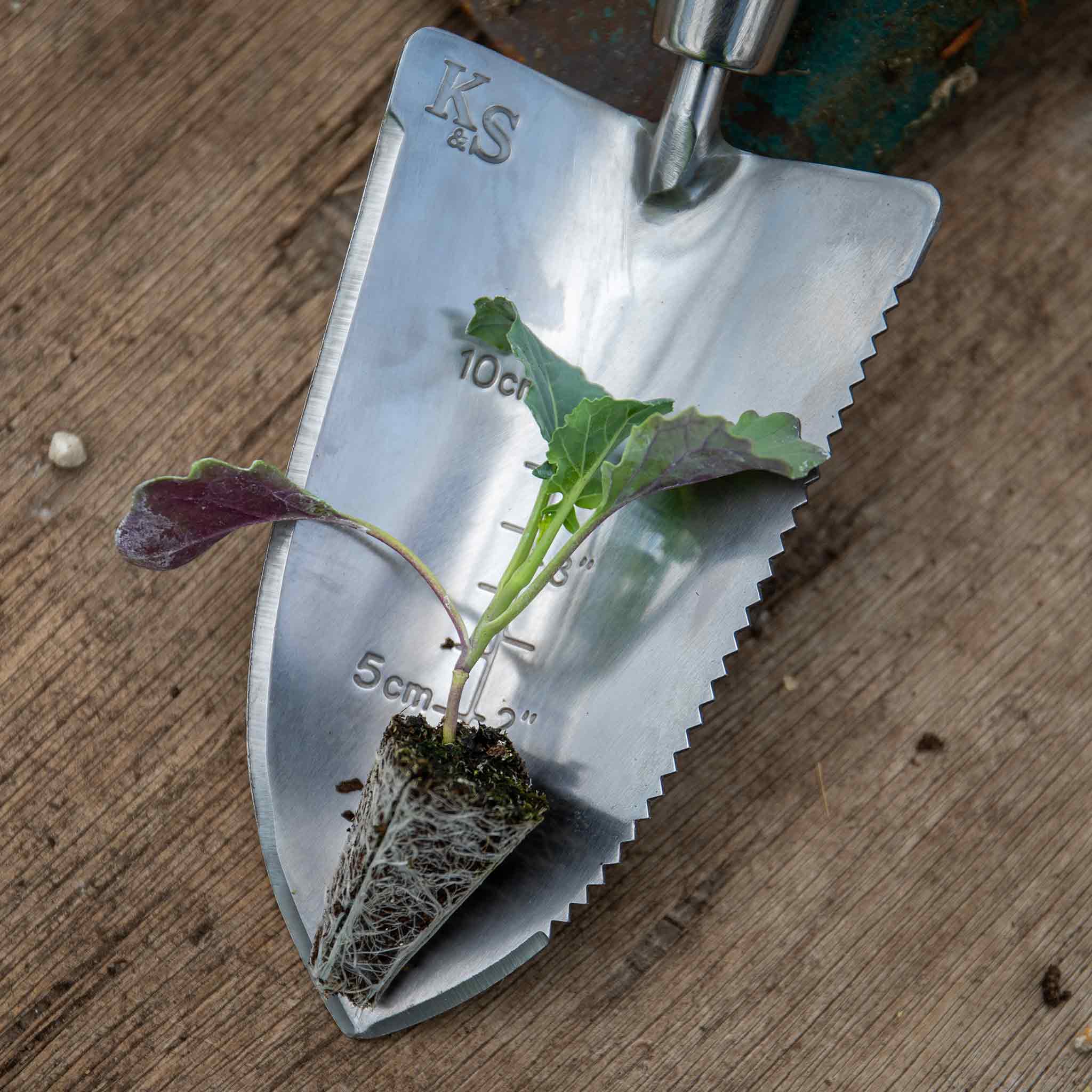 Brassica 'Club Root Resistant Collection' - Image 5