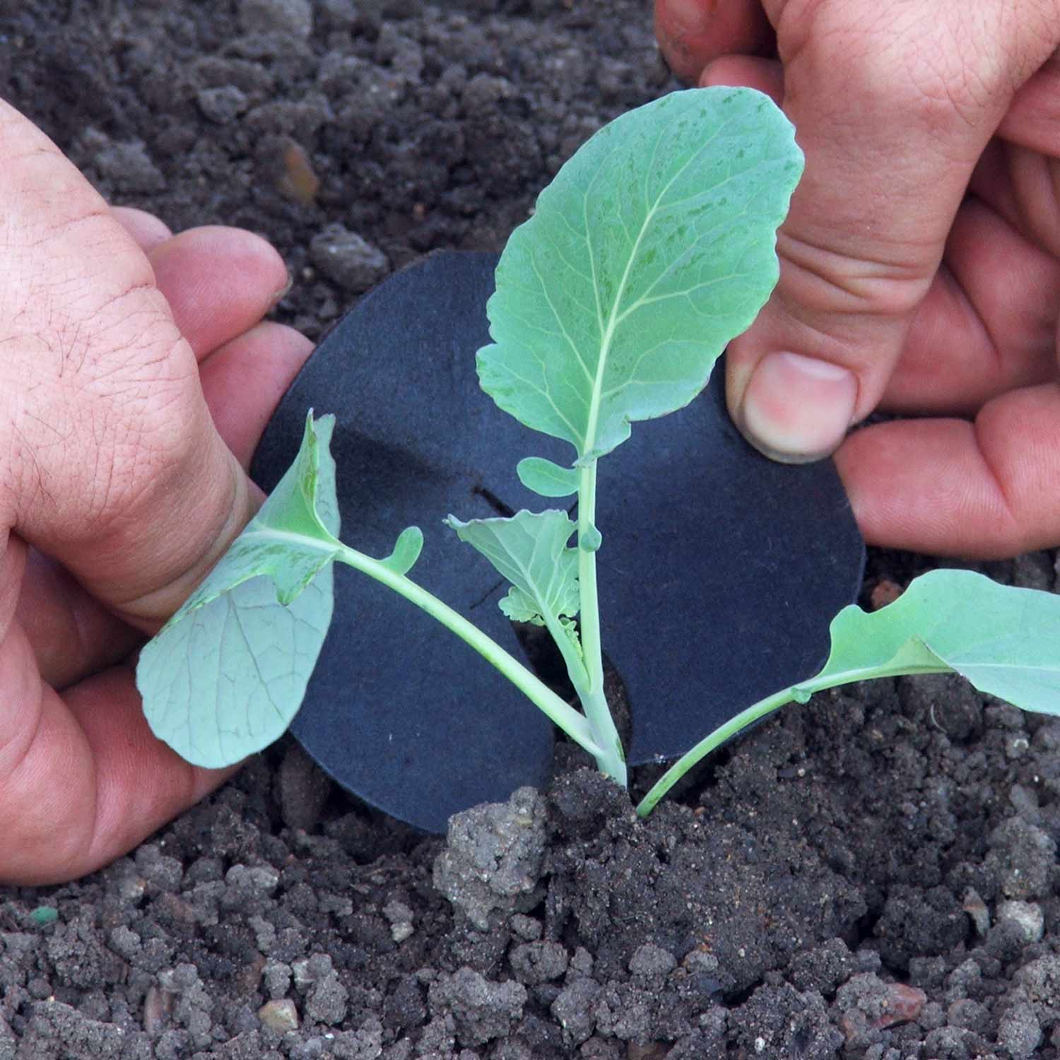 Brassica 'Extra Early Collection' - Image 5
