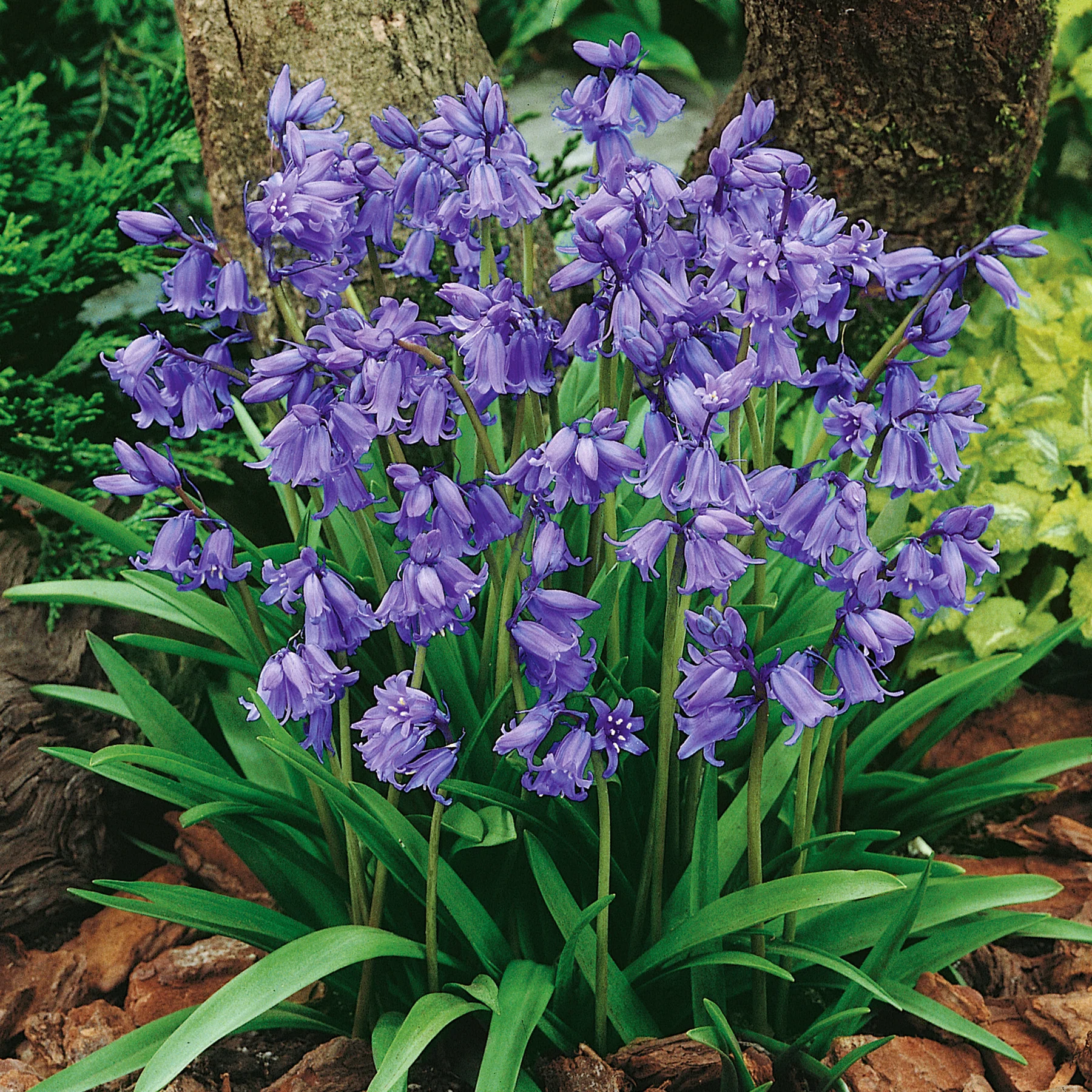 British Native Bluebells Bulbs in the Green - Image 3