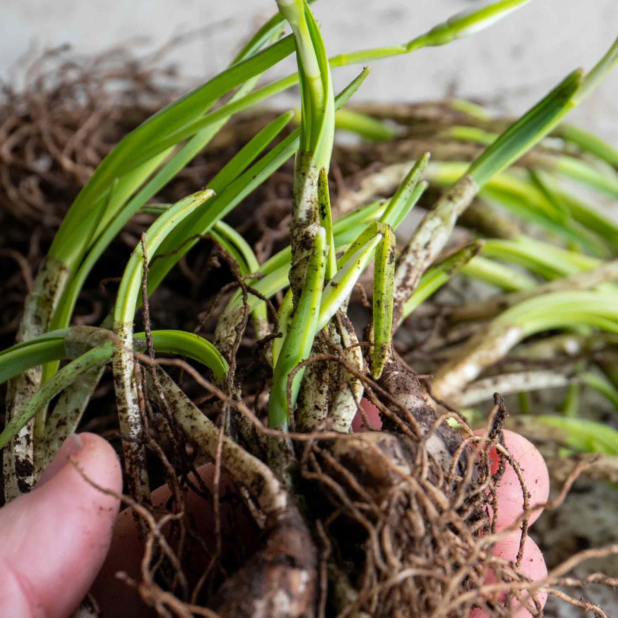 British Native Bluebells Bulbs in the Green - Image 6