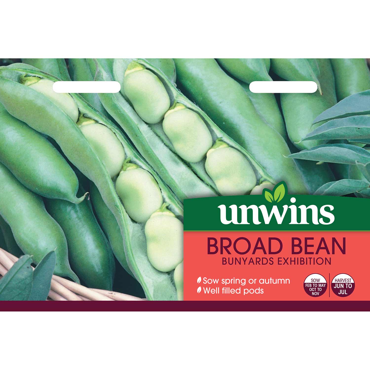 Broad Bean Seeds 'Bunyards Exhibition' - Image 2
