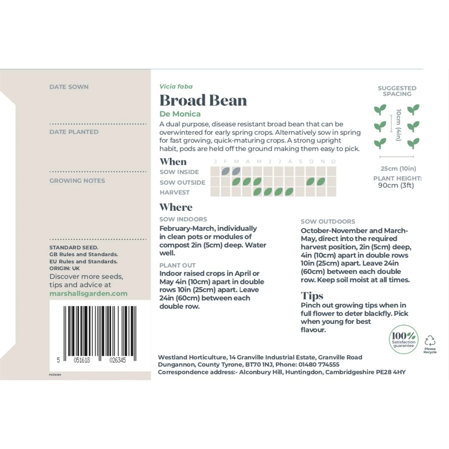 Broad Bean Seeds 'De Monica' - Image 5