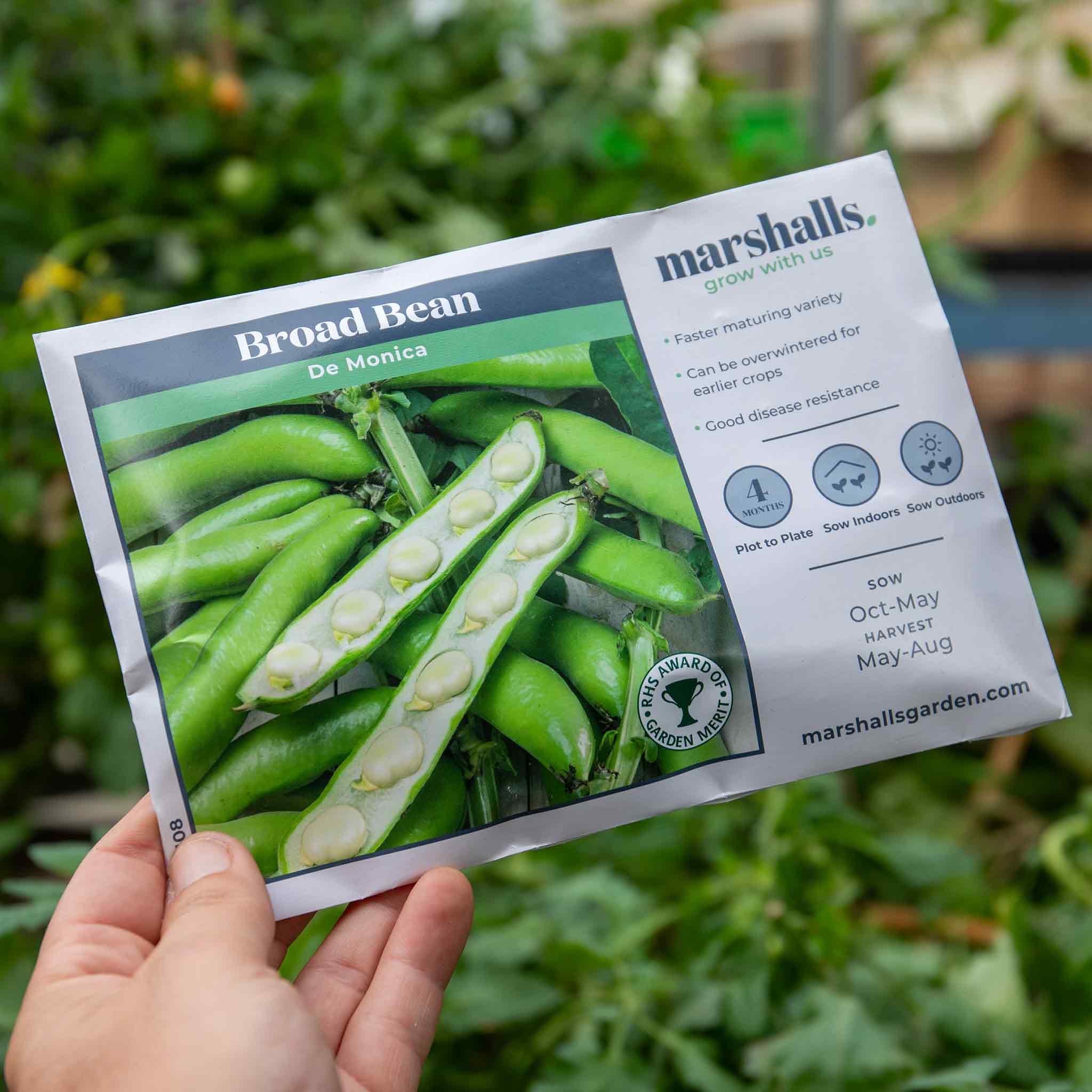 Broad Bean Seeds 'De Monica' - Image 7