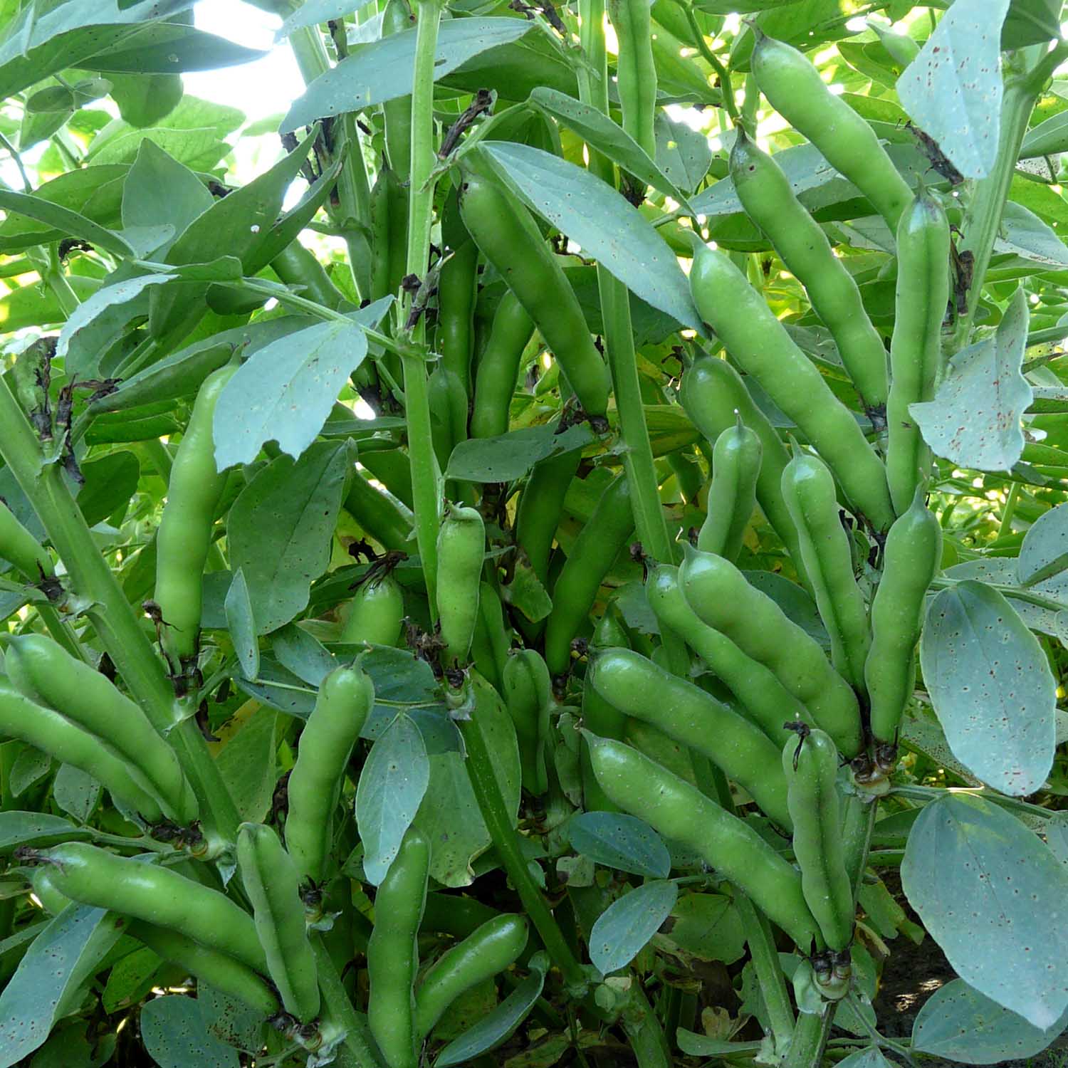Broad Bean Seeds 'Oscar'