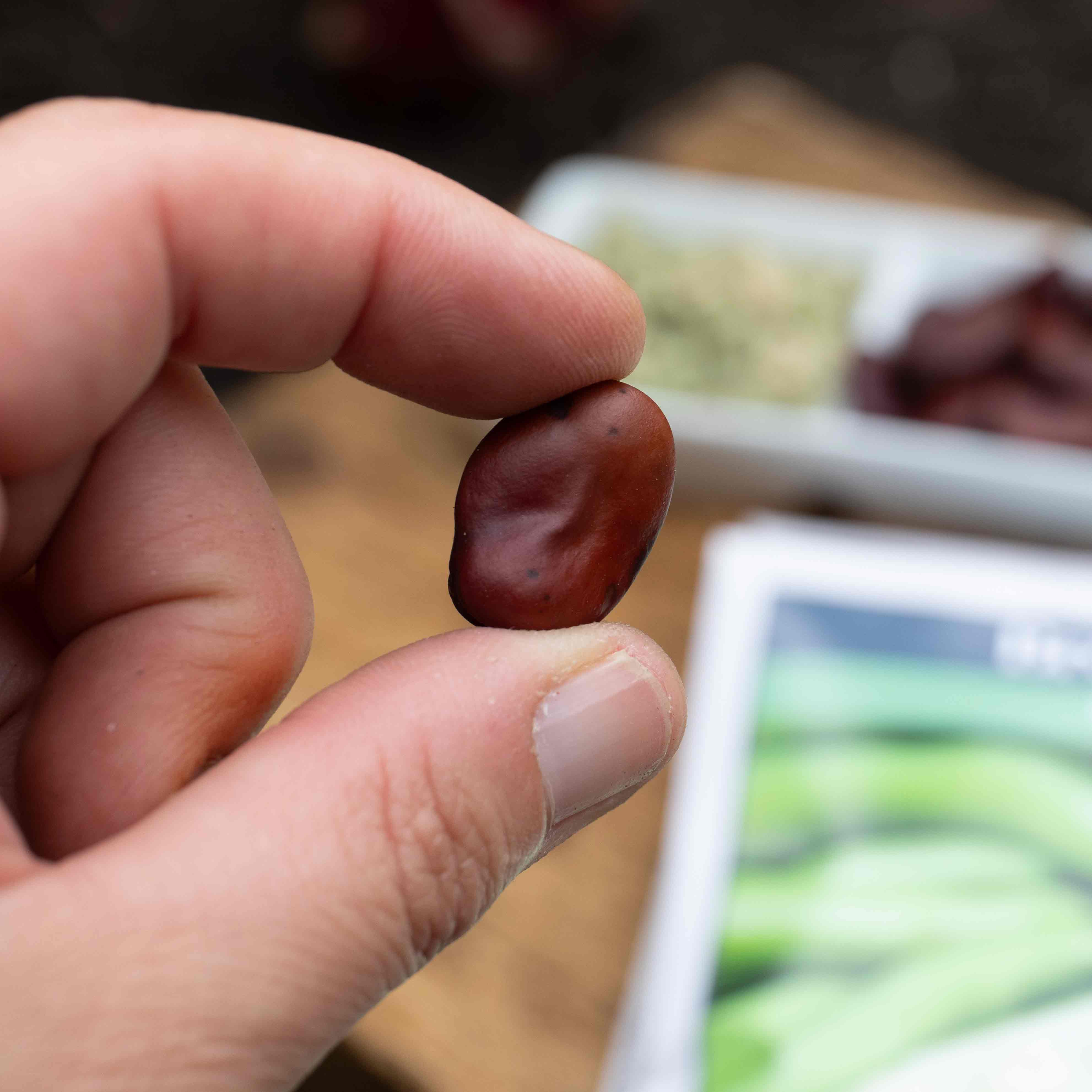 Broad Bean Seeds Duo Pack - Image 4