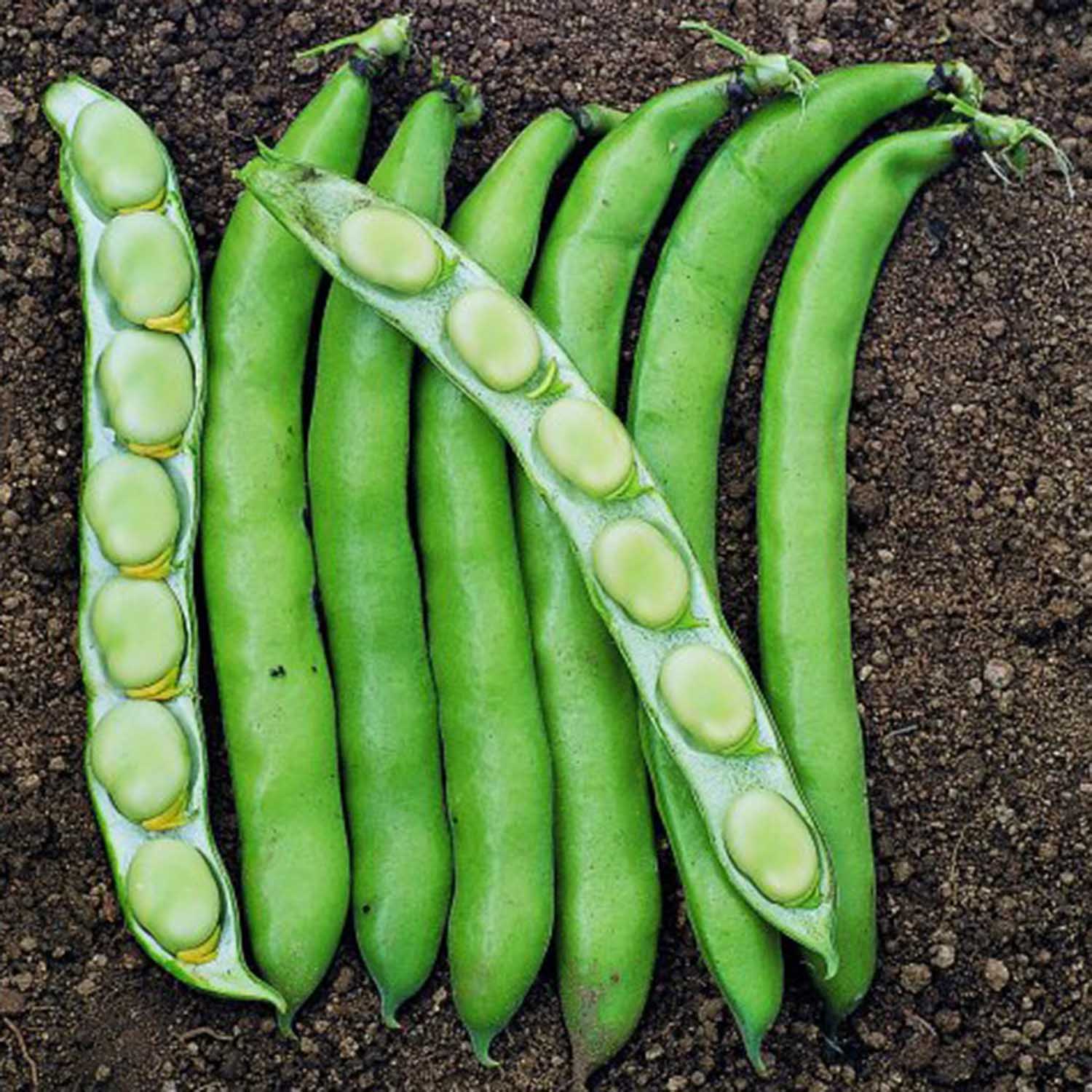Broad Bean 'Luz de Otono' - Image 3