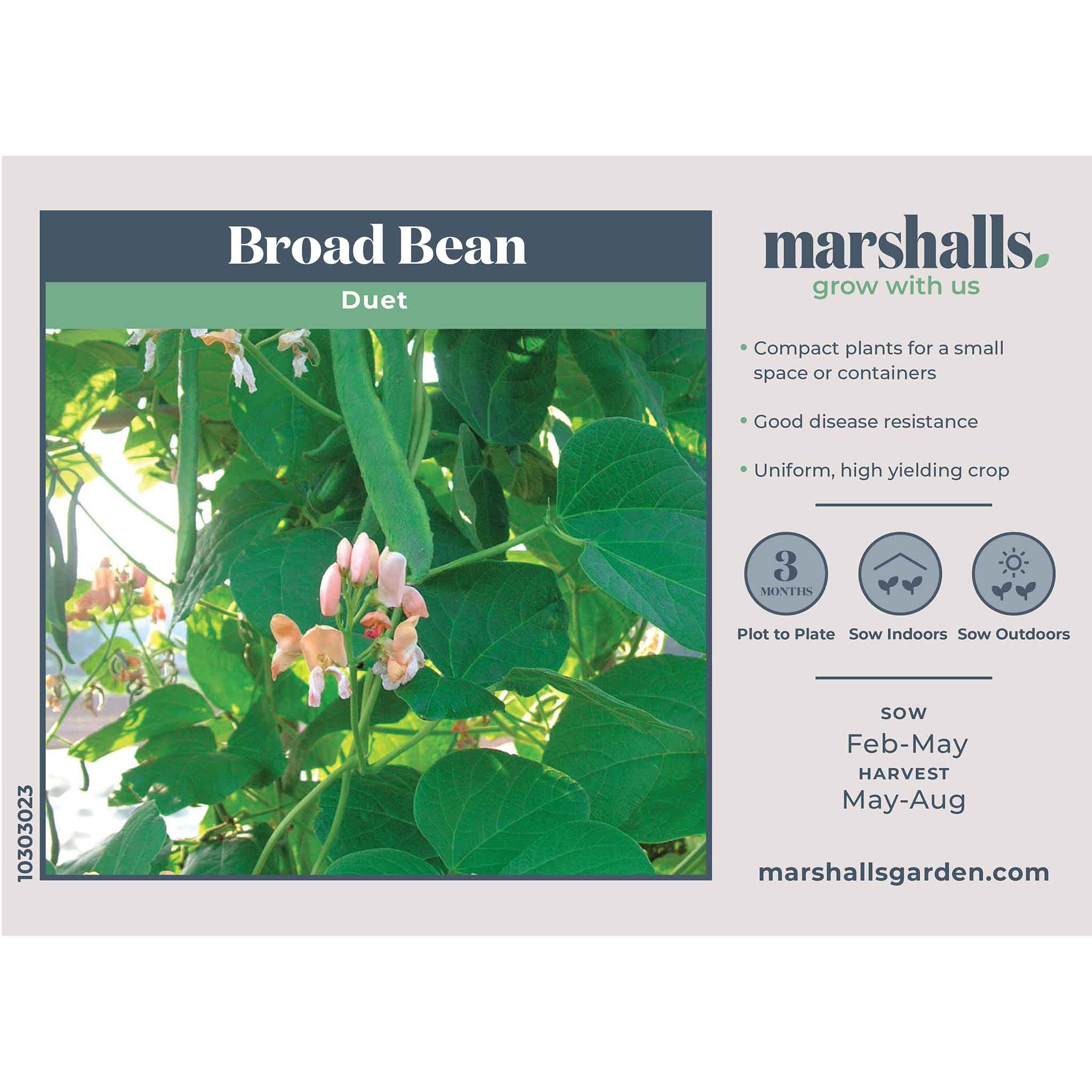 Broad Bean Seeds 'Duet' - Image 4