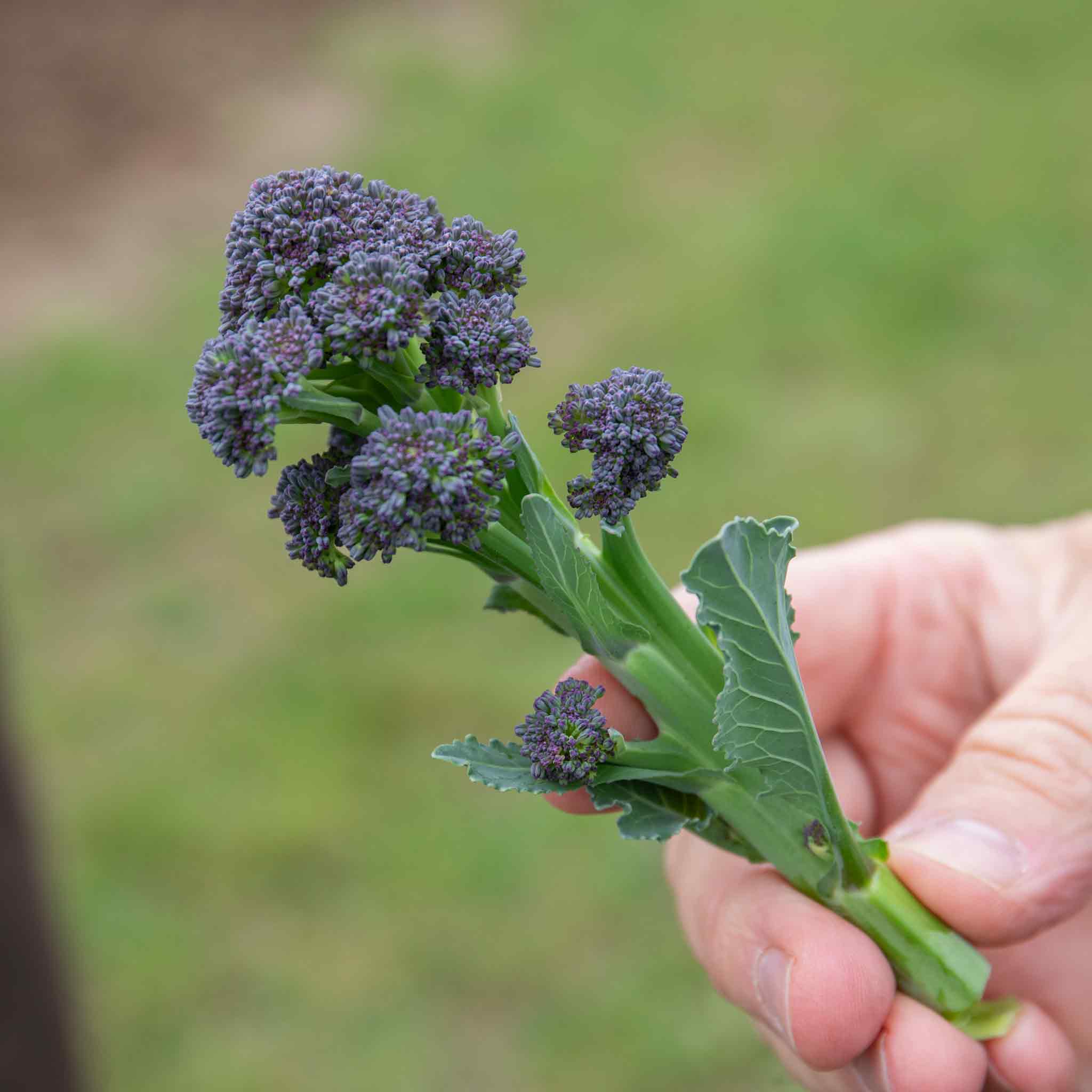Broccoli Seeds 'Claret' F1 - Image 3