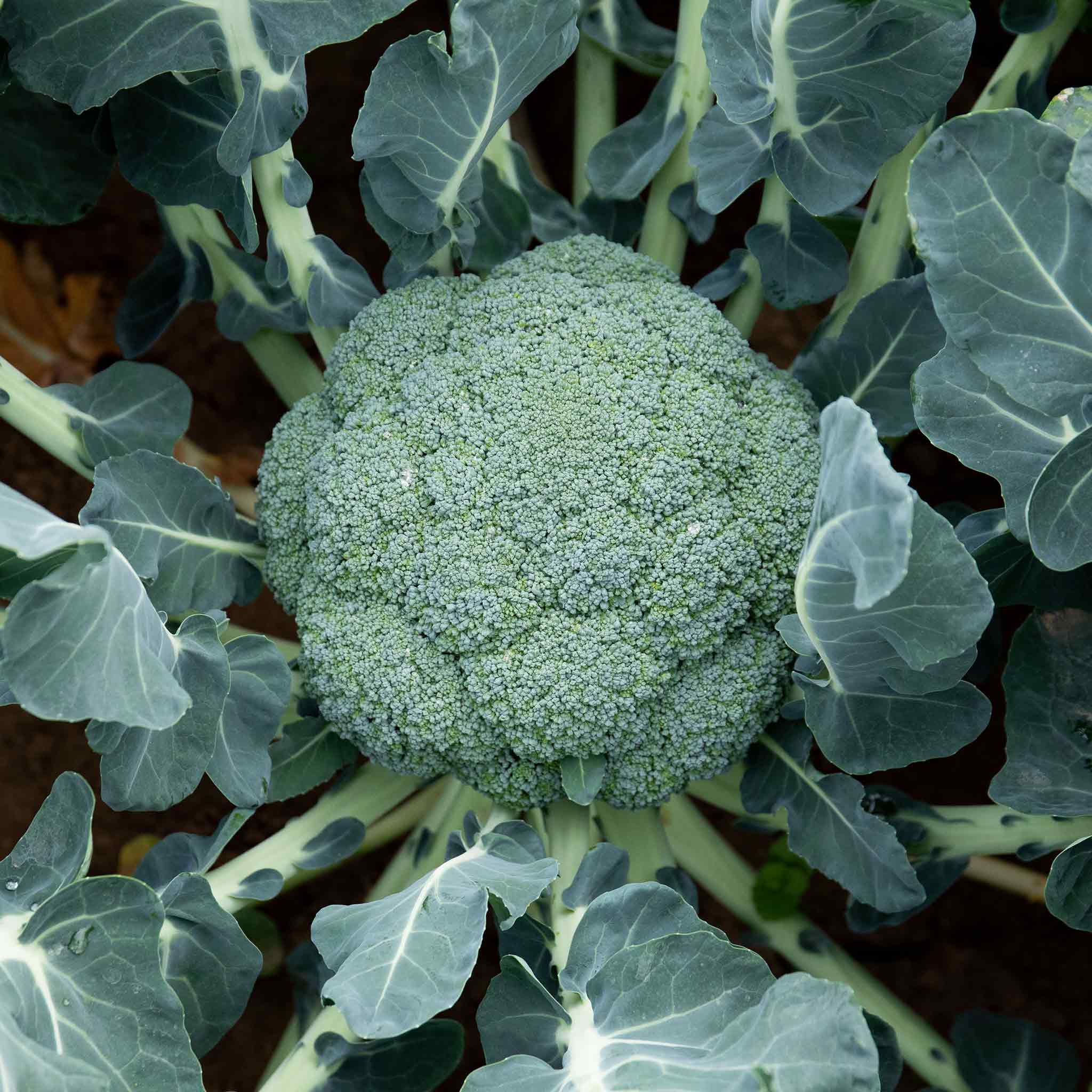 Broccoli 'Marathon' - Image 7