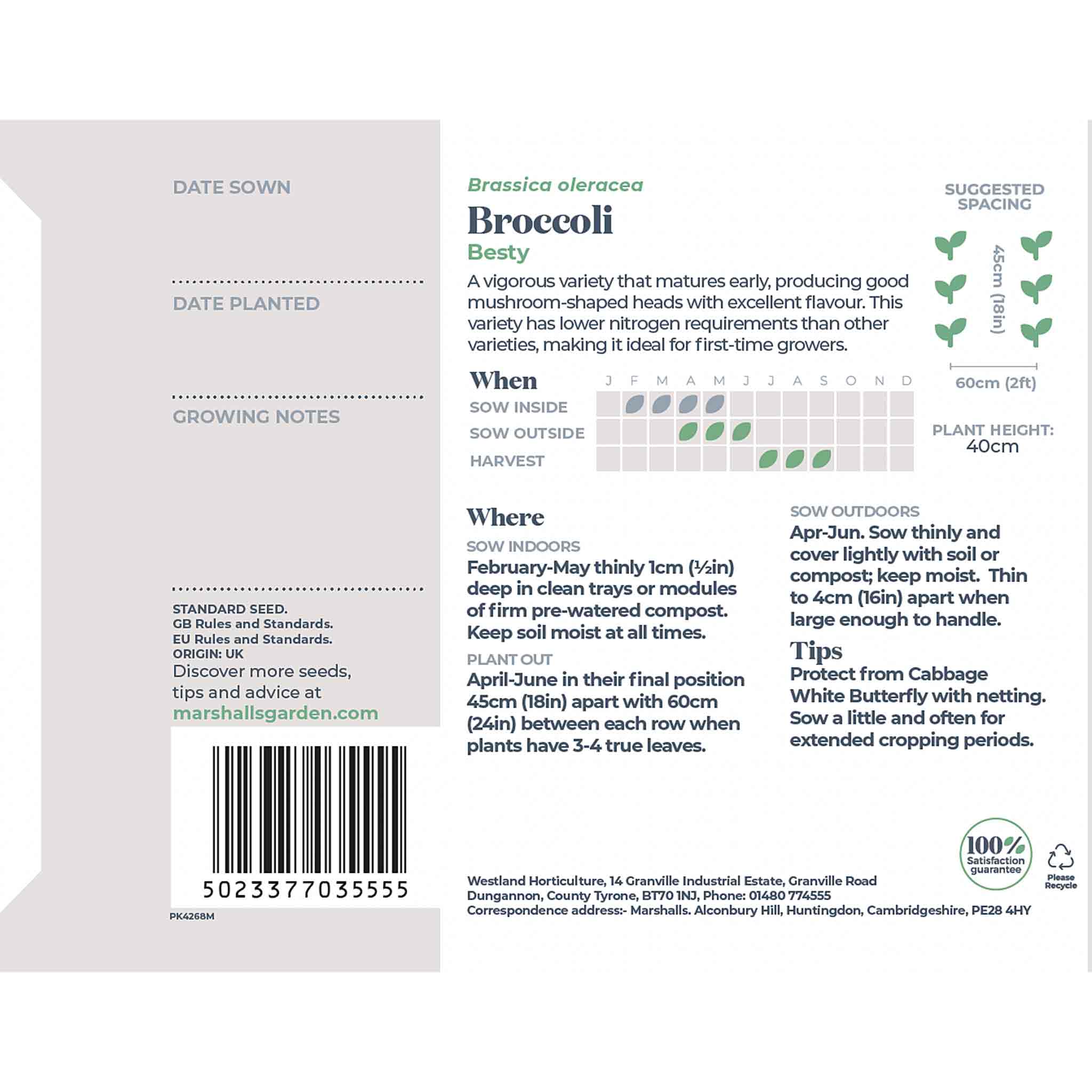 Broccoli Seeds 'Besty' - Image 3