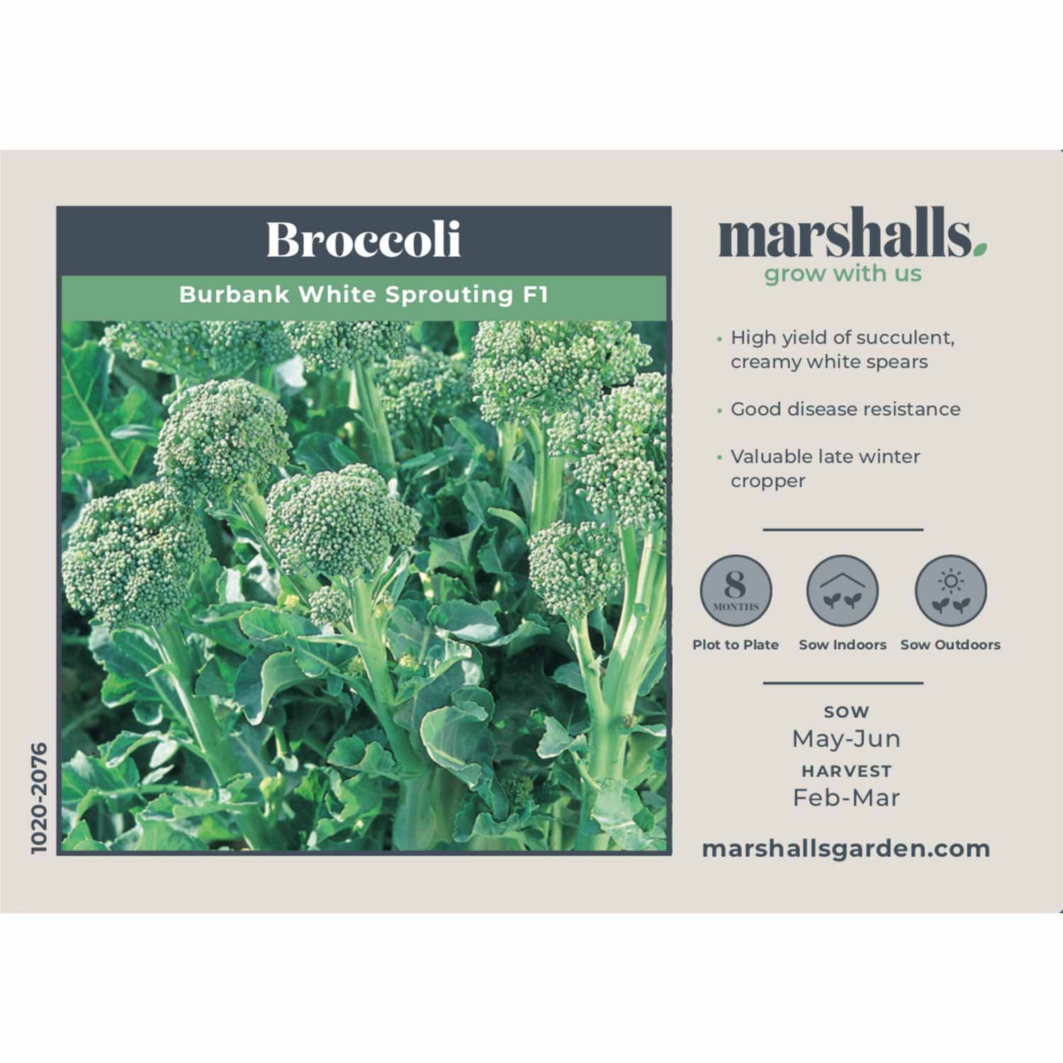 Broccoli Seeds 'White Sprouting Burbank' F1 - Image 4