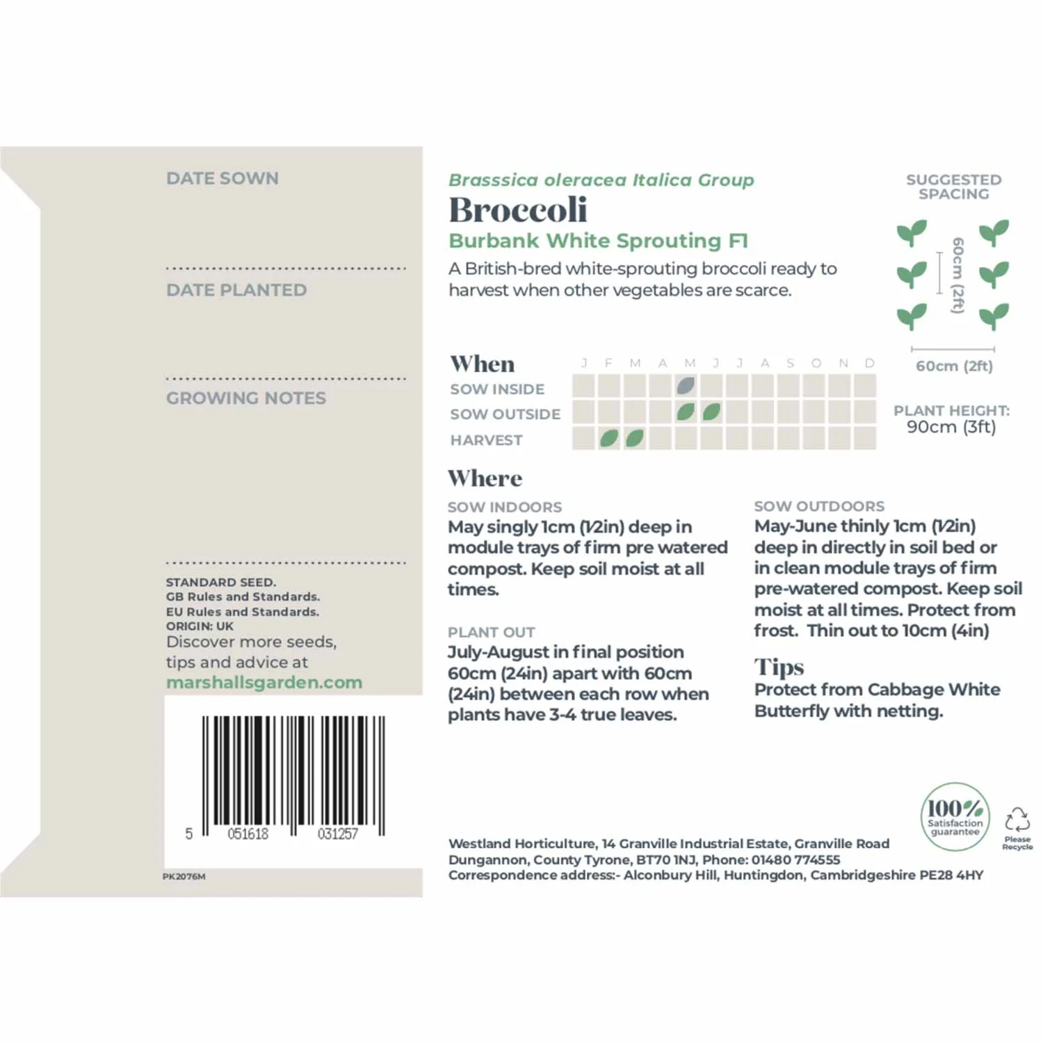 Broccoli Seeds 'White Sprouting Burbank' F1 - Image 5