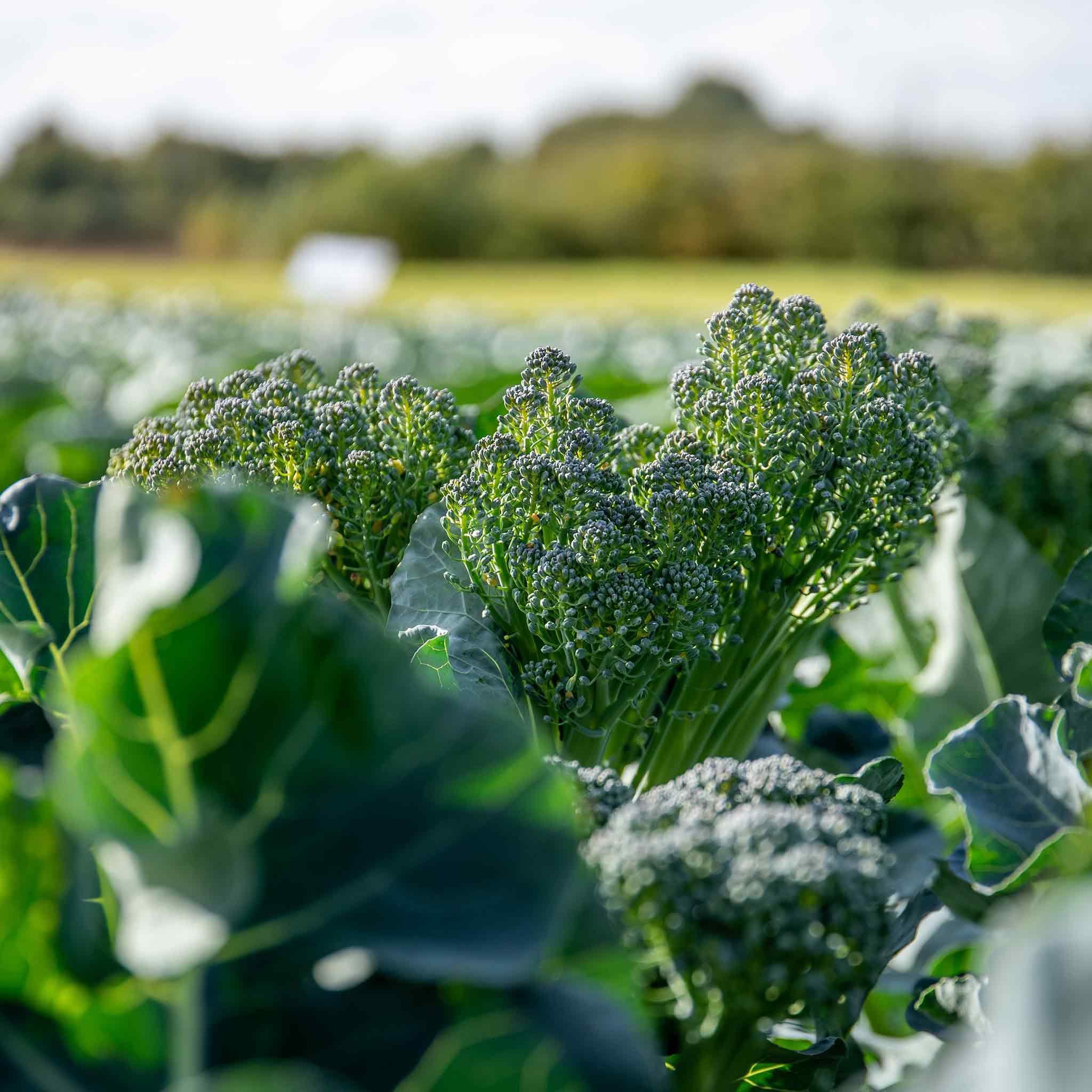 Broccoli Seeds 'Spring Rapini' - Image 3