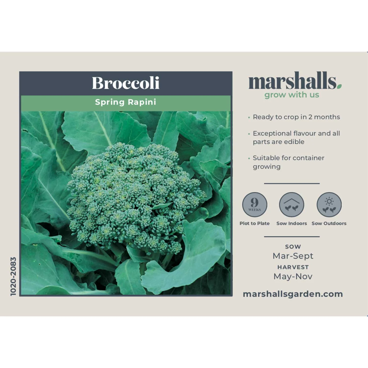Broccoli Seeds 'Spring Rapini' - Image 4