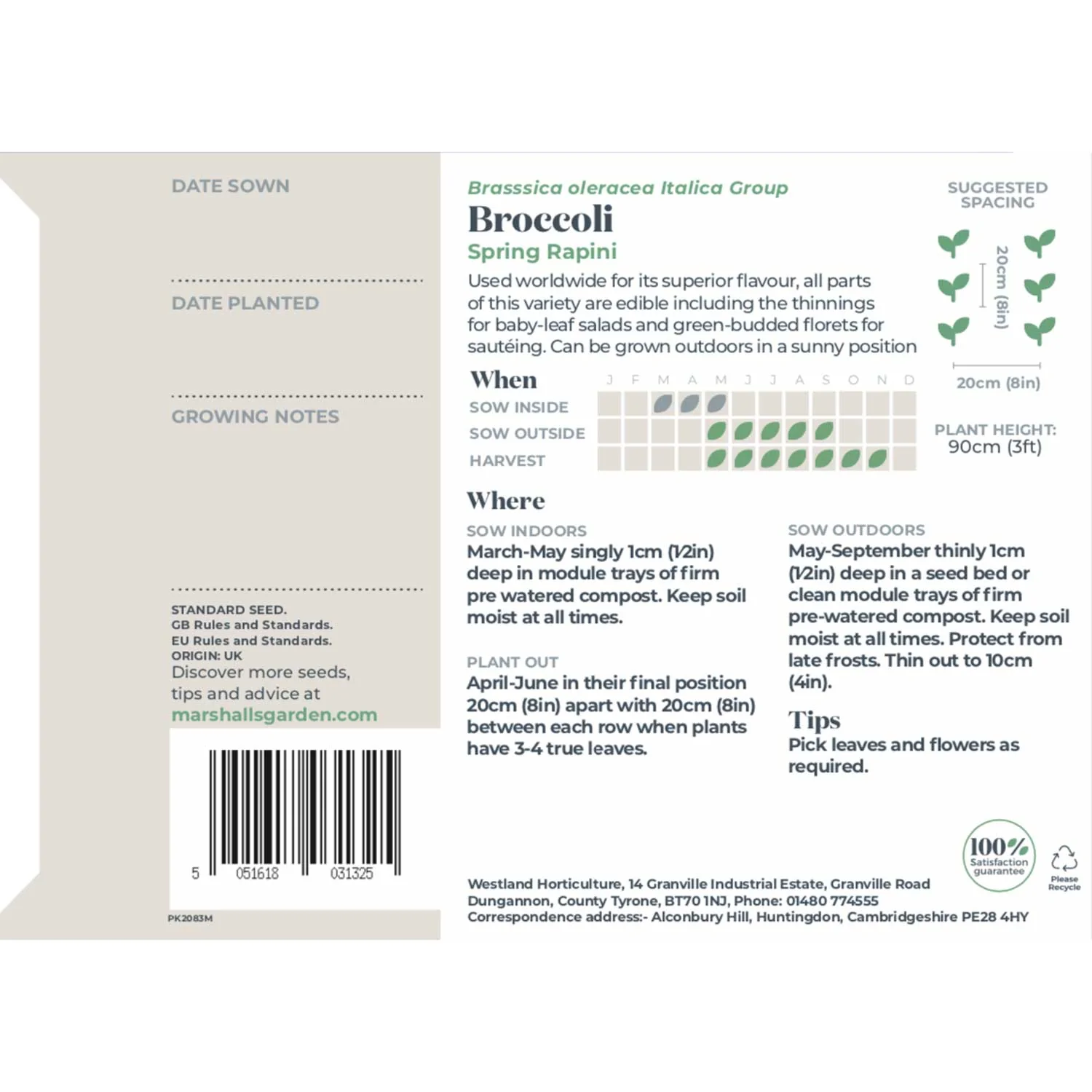 Broccoli Seeds 'Spring Rapini' - Image 5