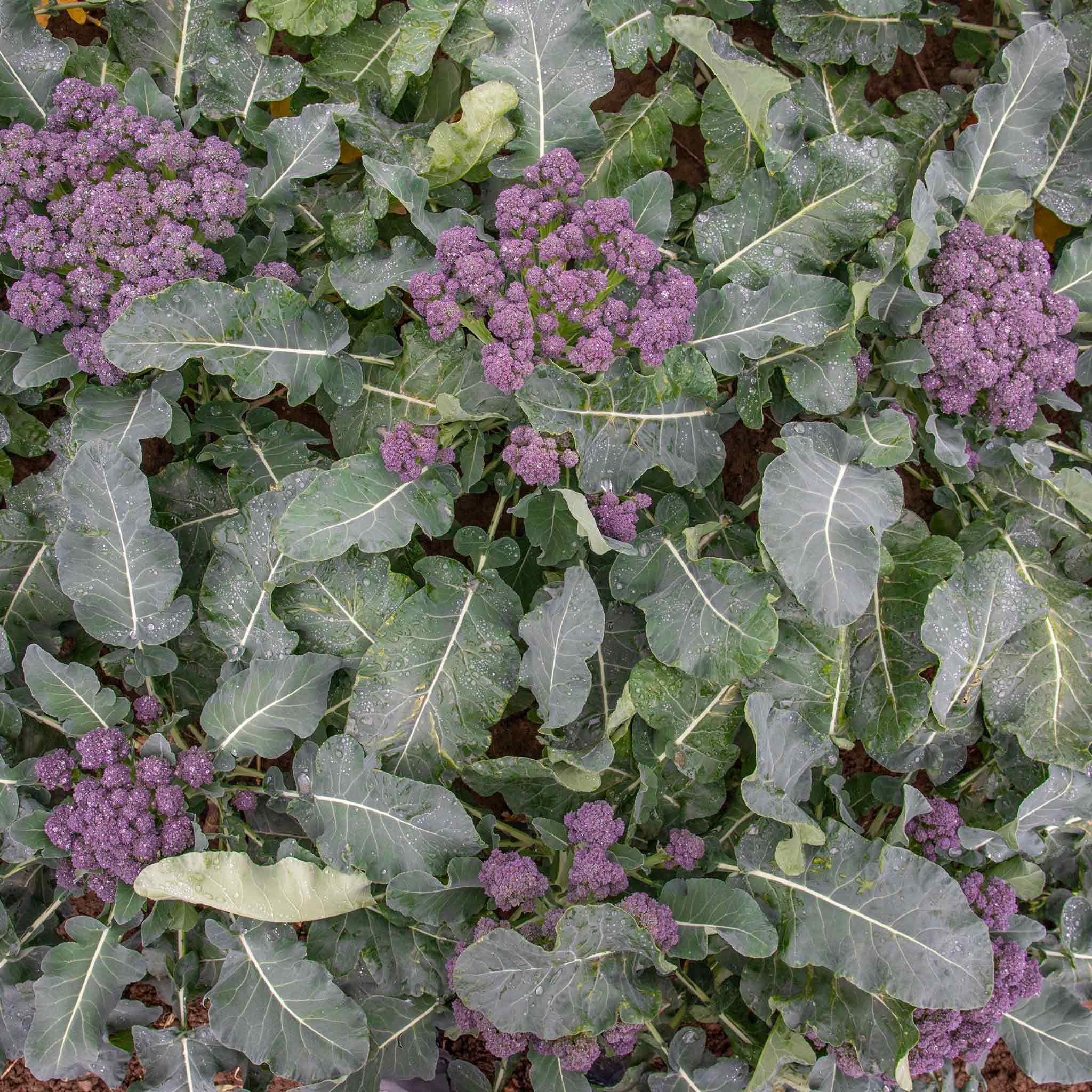 Broccoli Seeds 'Summer Purple' - Image 2