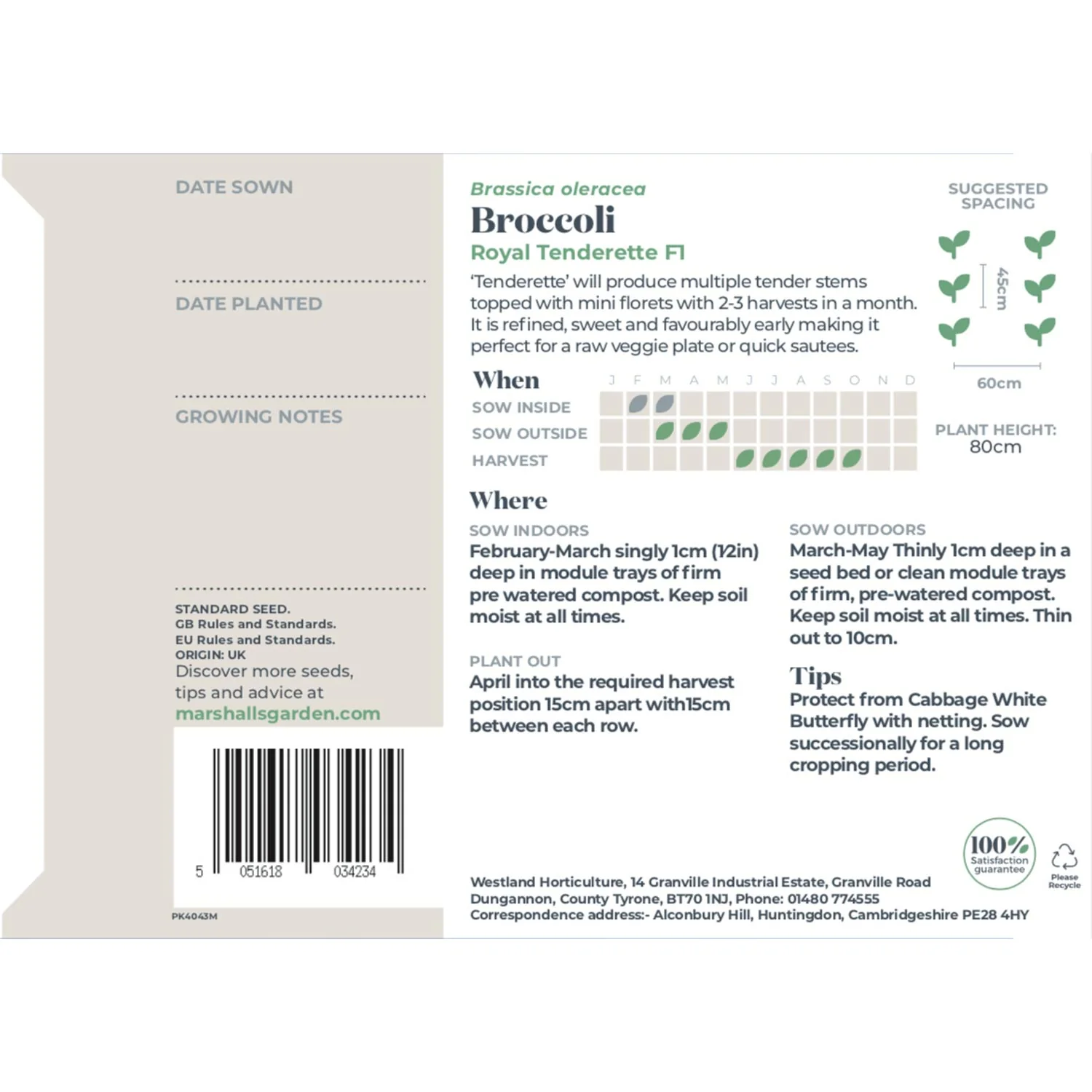 Broccoli Seeds 'Royal Tenderette' F1 - Image 5